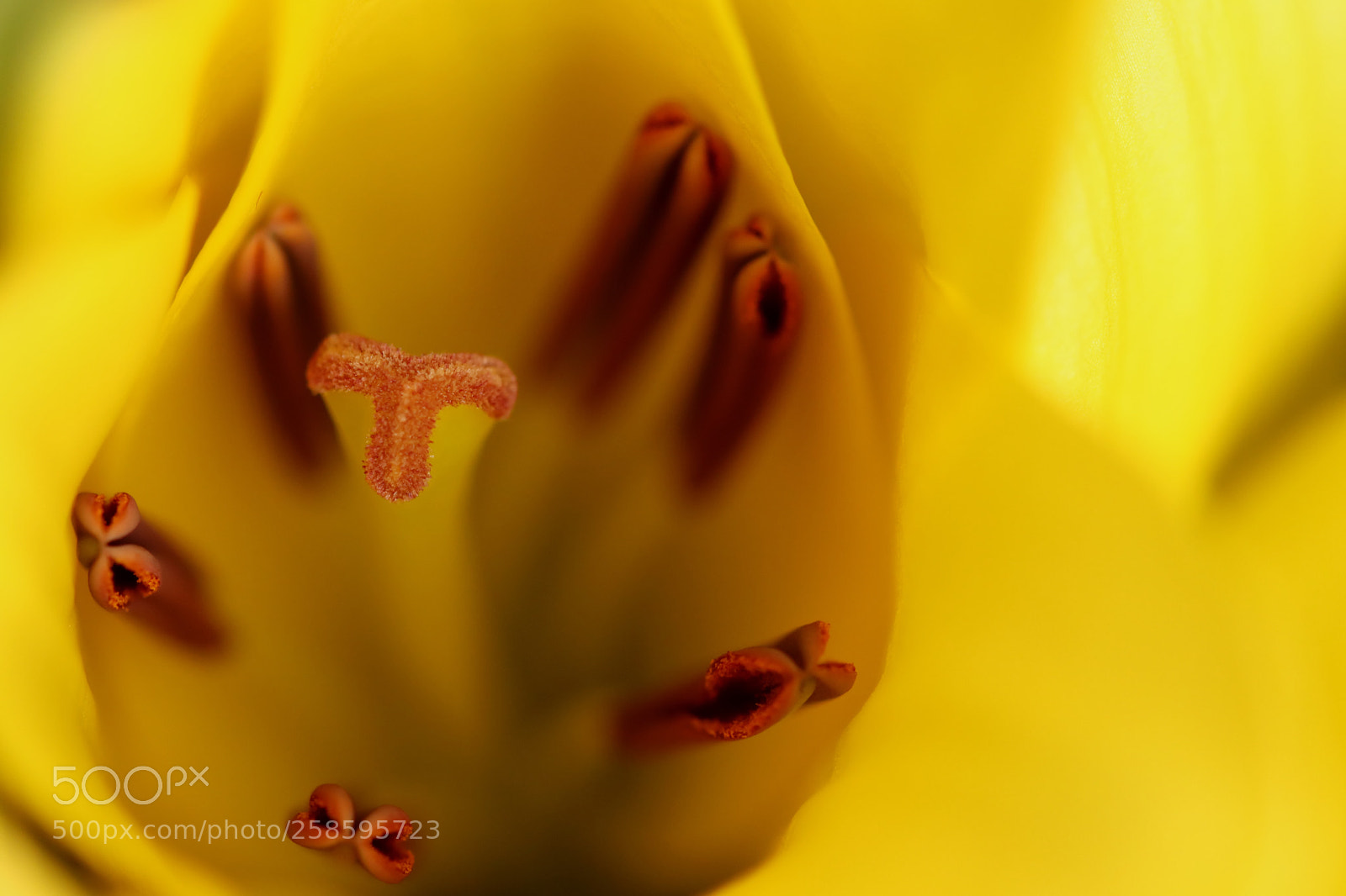 Canon EOS 77D (EOS 9000D / EOS 770D) sample photo. In yellow ii photography