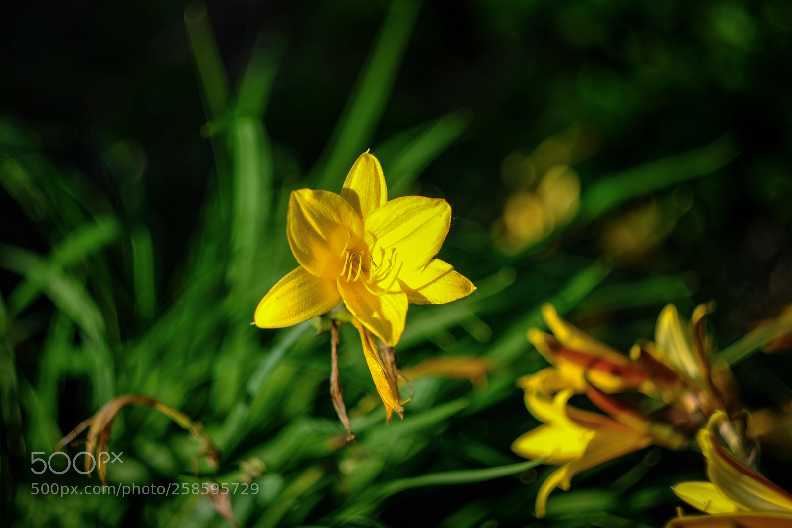 Fujifilm X-T20 sample photo. Blumen am mainufer photography