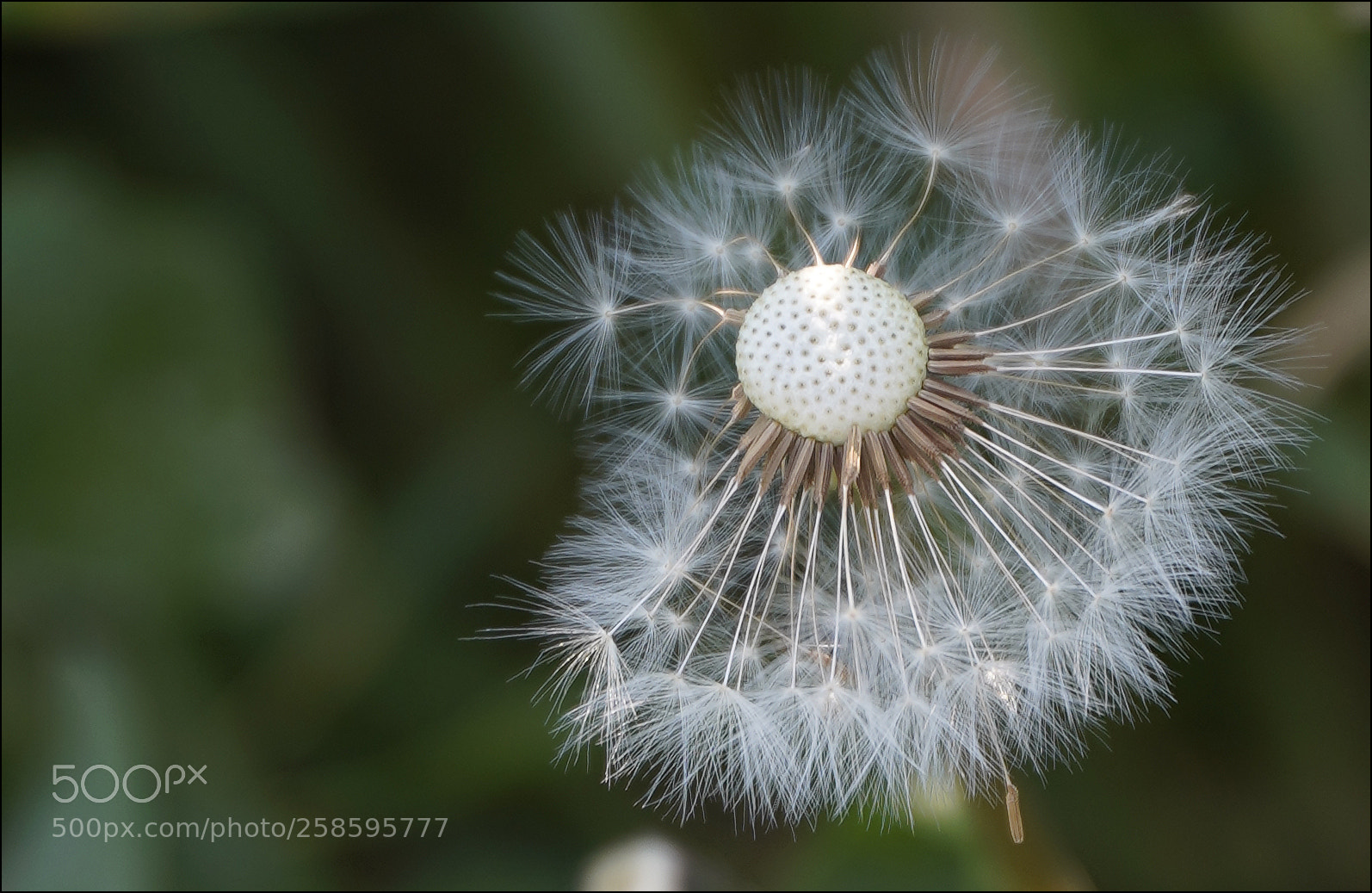 Sony a7 III sample photo. Dandelion photography