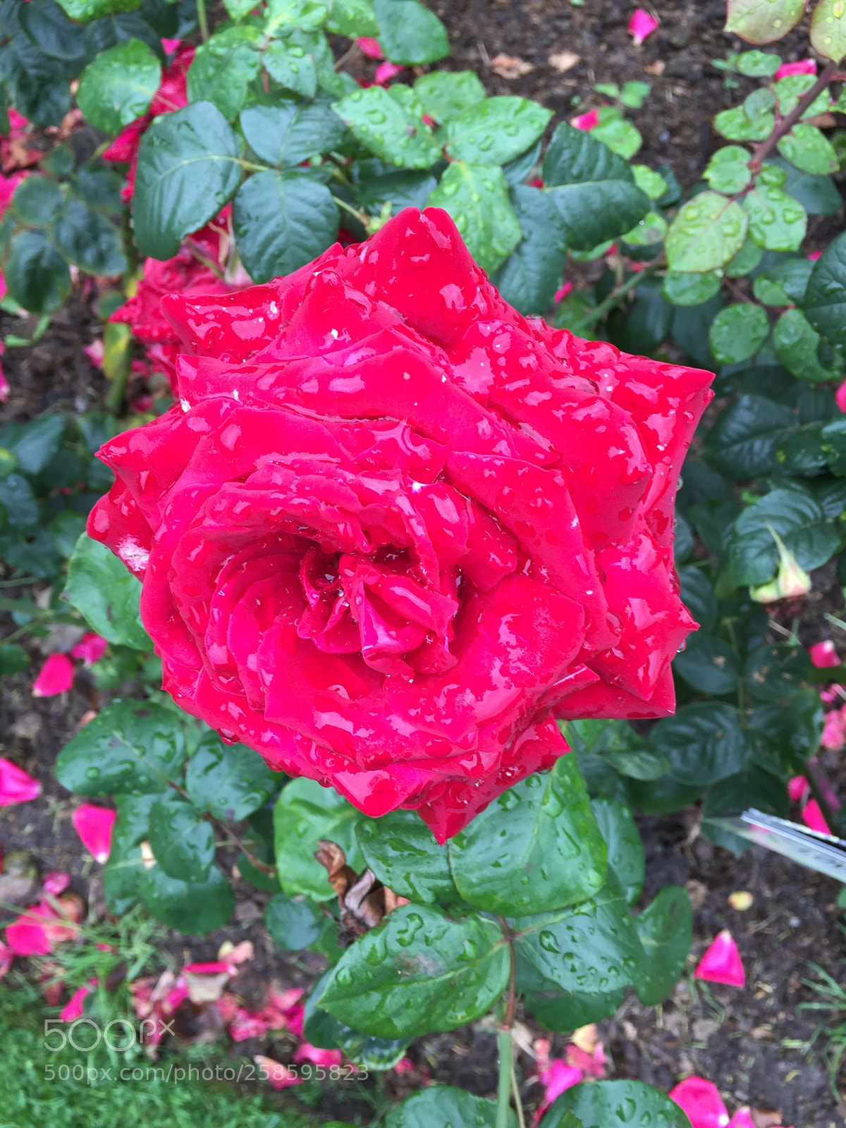 Apple iPhone 6 sample photo. Roses in the rain photography