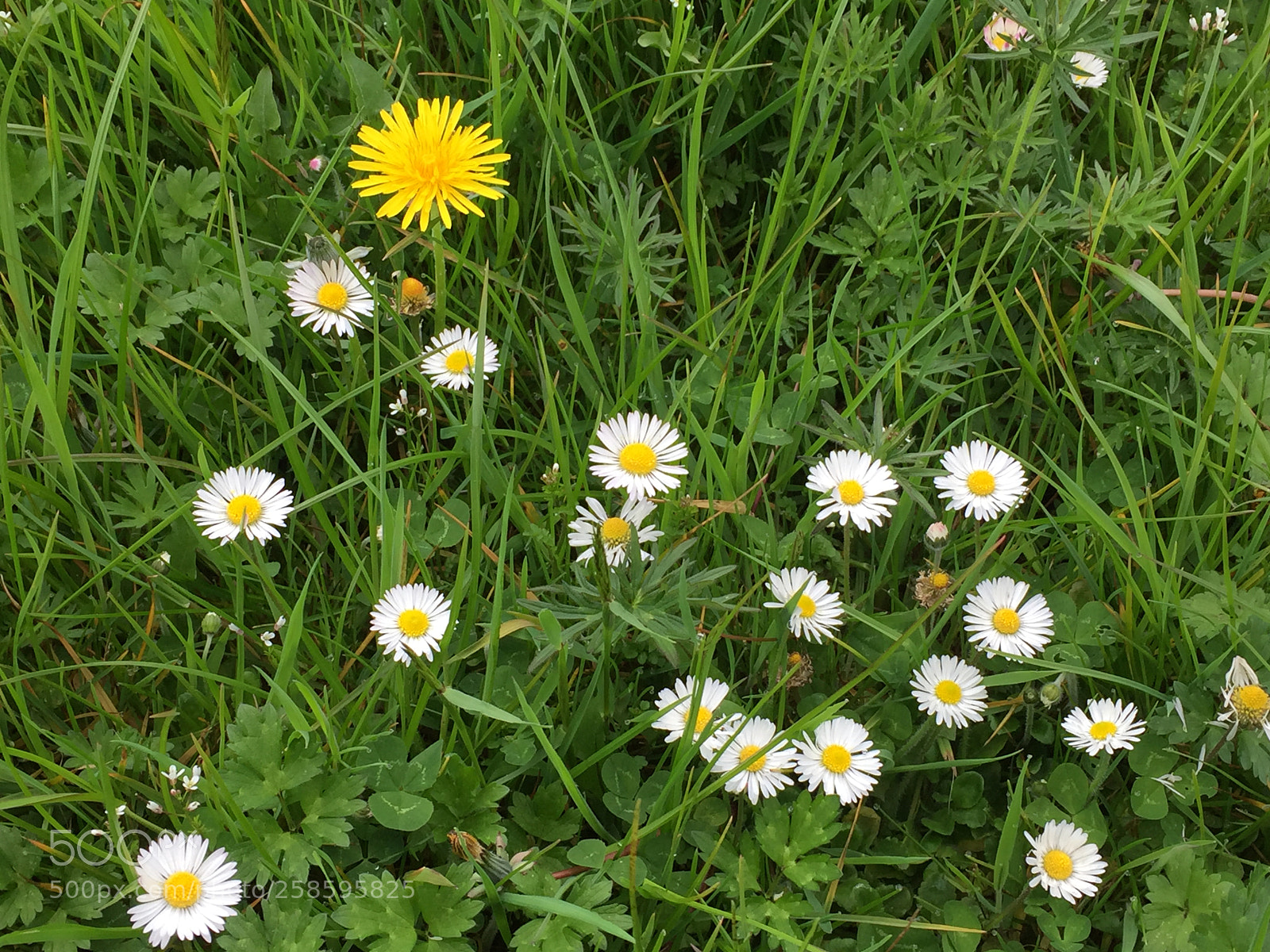 Apple iPhone 6 sample photo. Daisies photography