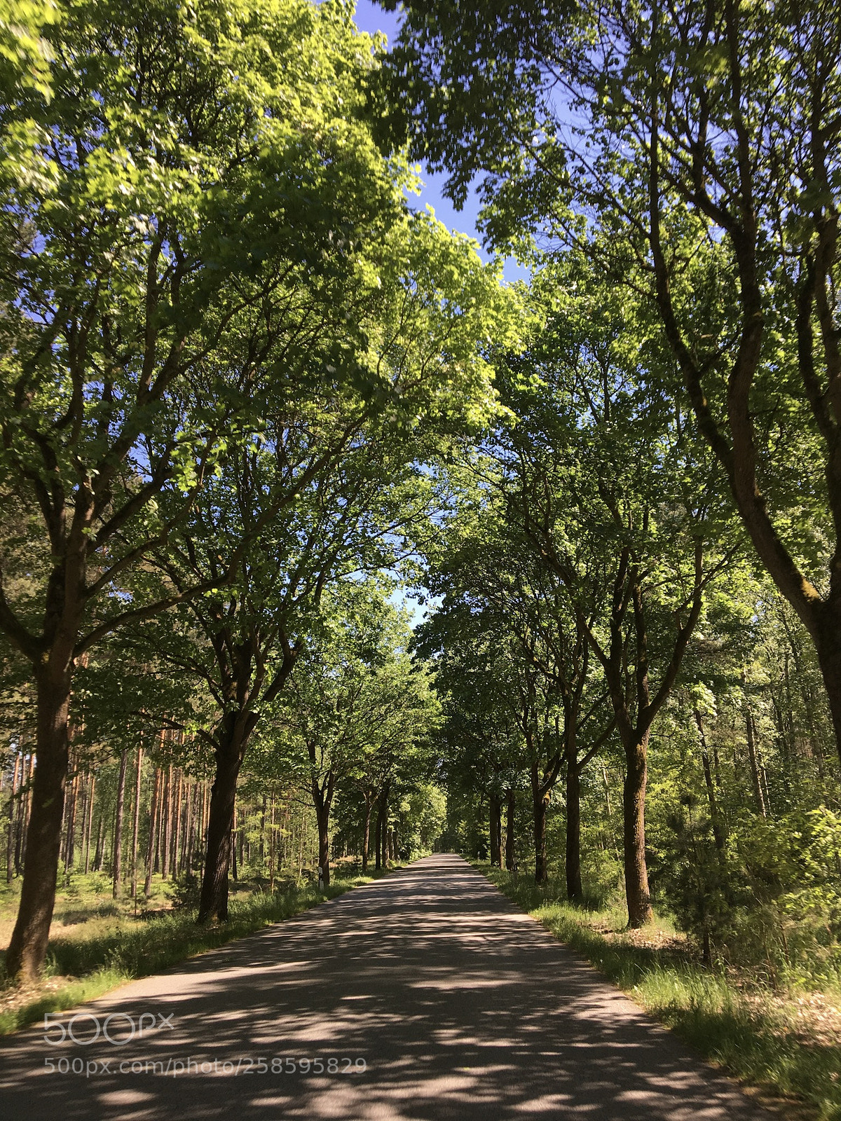 Apple iPhone 6s sample photo. Green corridor photography