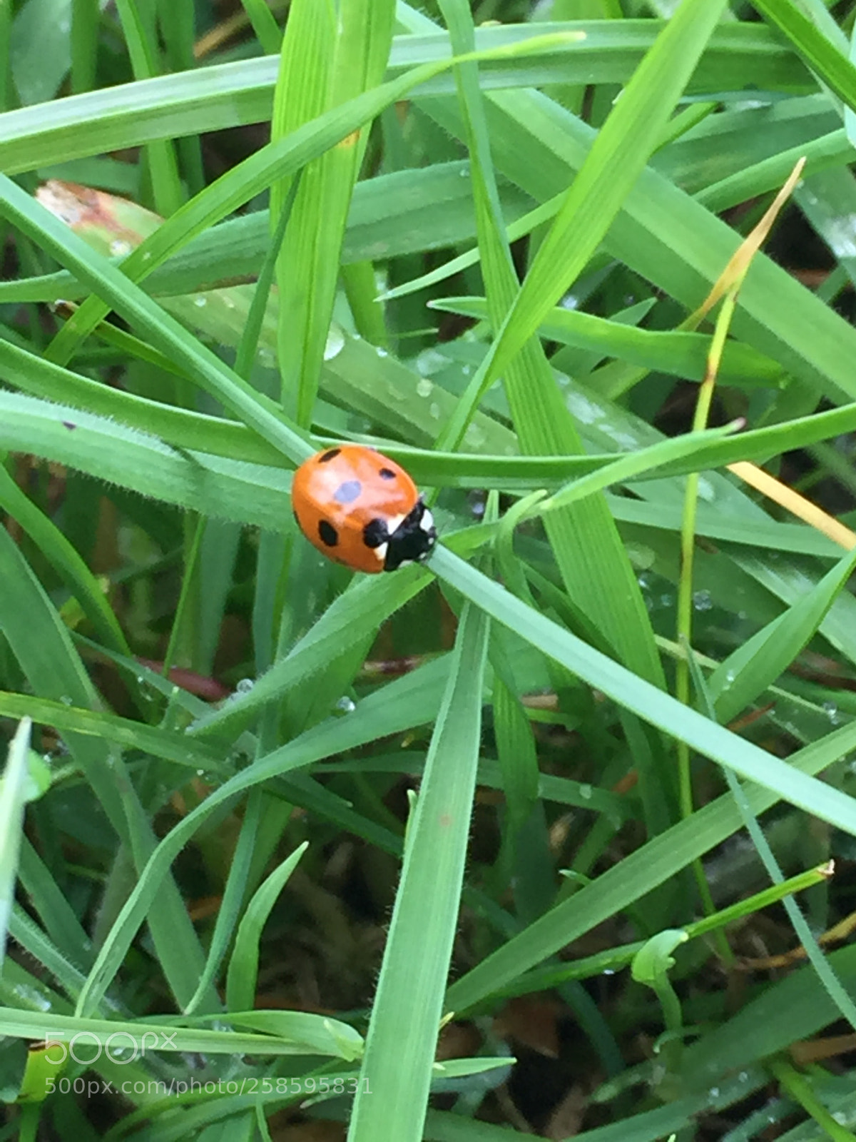 Apple iPhone 6 sample photo. Ladybird way photography