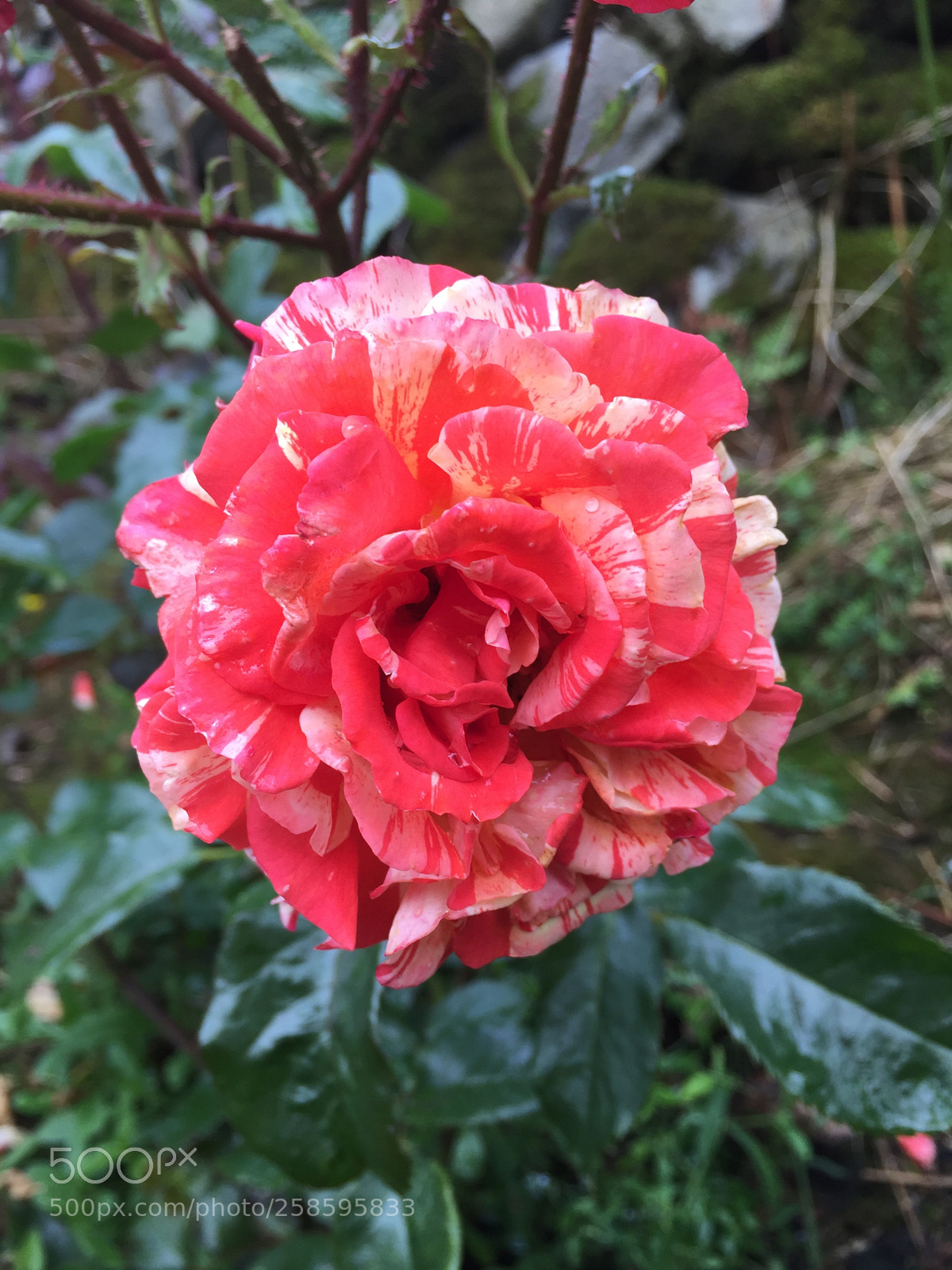 Apple iPhone 6 sample photo. Rose patterns photography