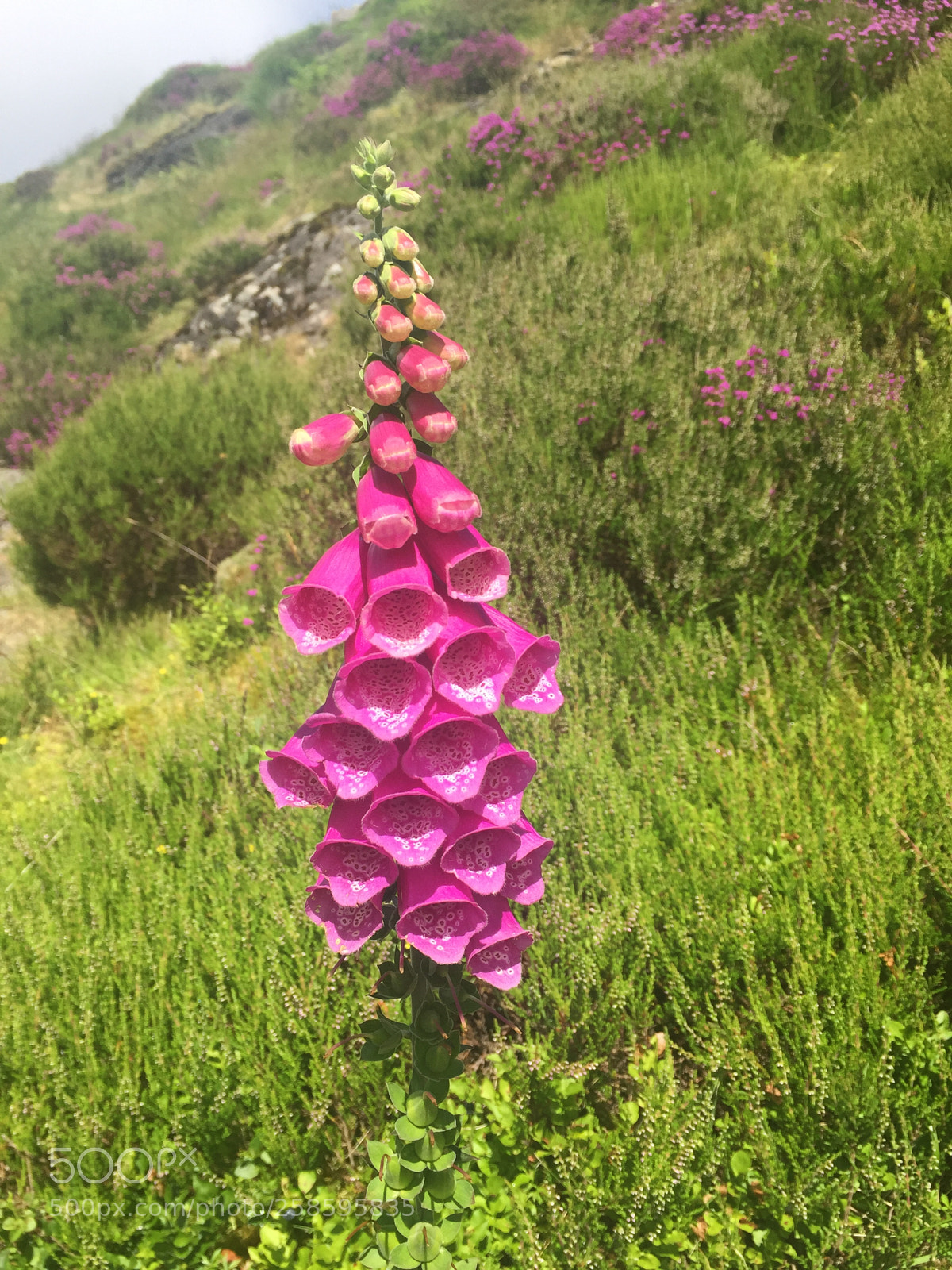 Apple iPhone 6 sample photo. Wild countryside foxglove photography