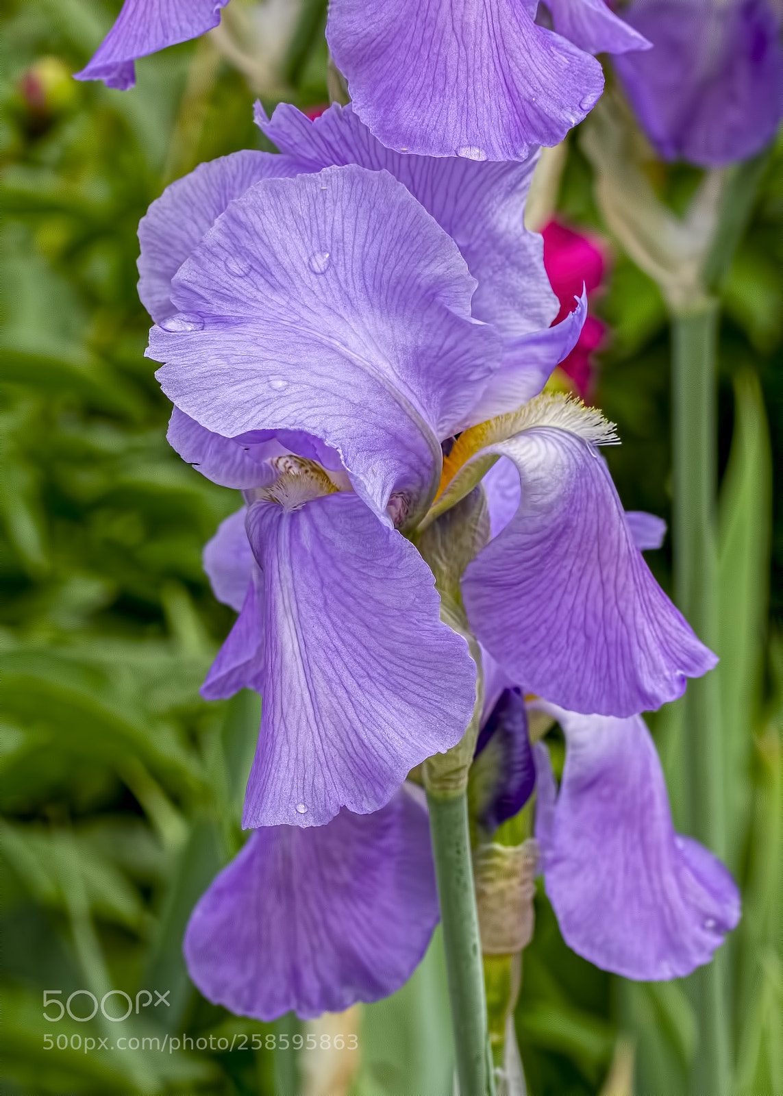 Canon EOS 60D sample photo. Iris photography