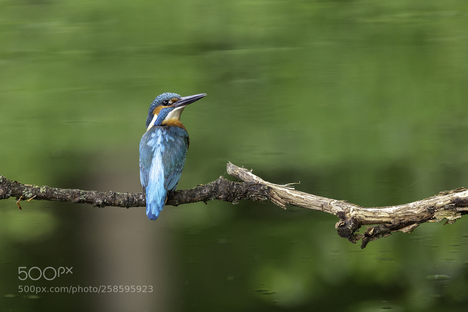 Canon EOS 6D sample photo. Kingfisher photography