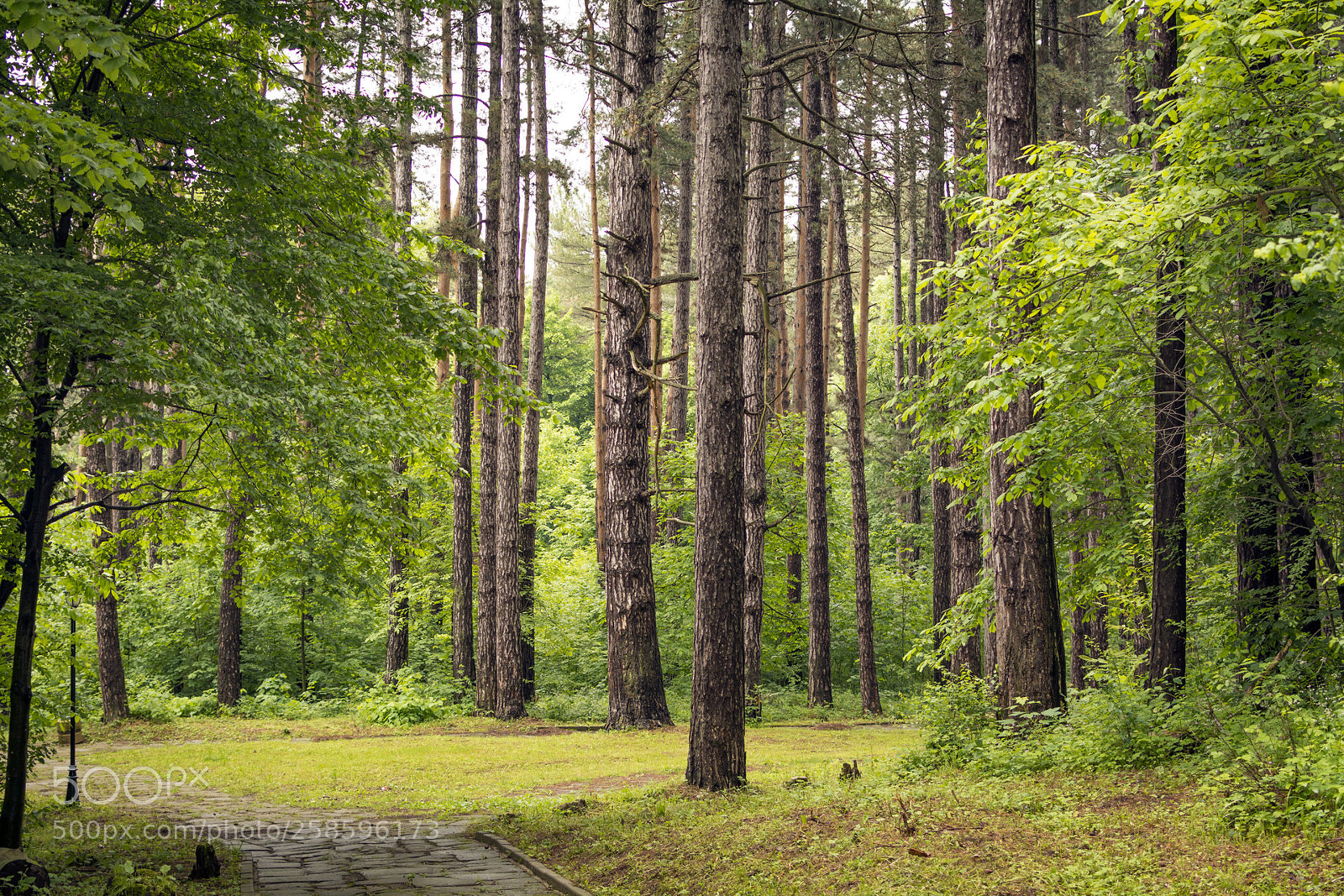 Nikon D5200 sample photo. Trees photography