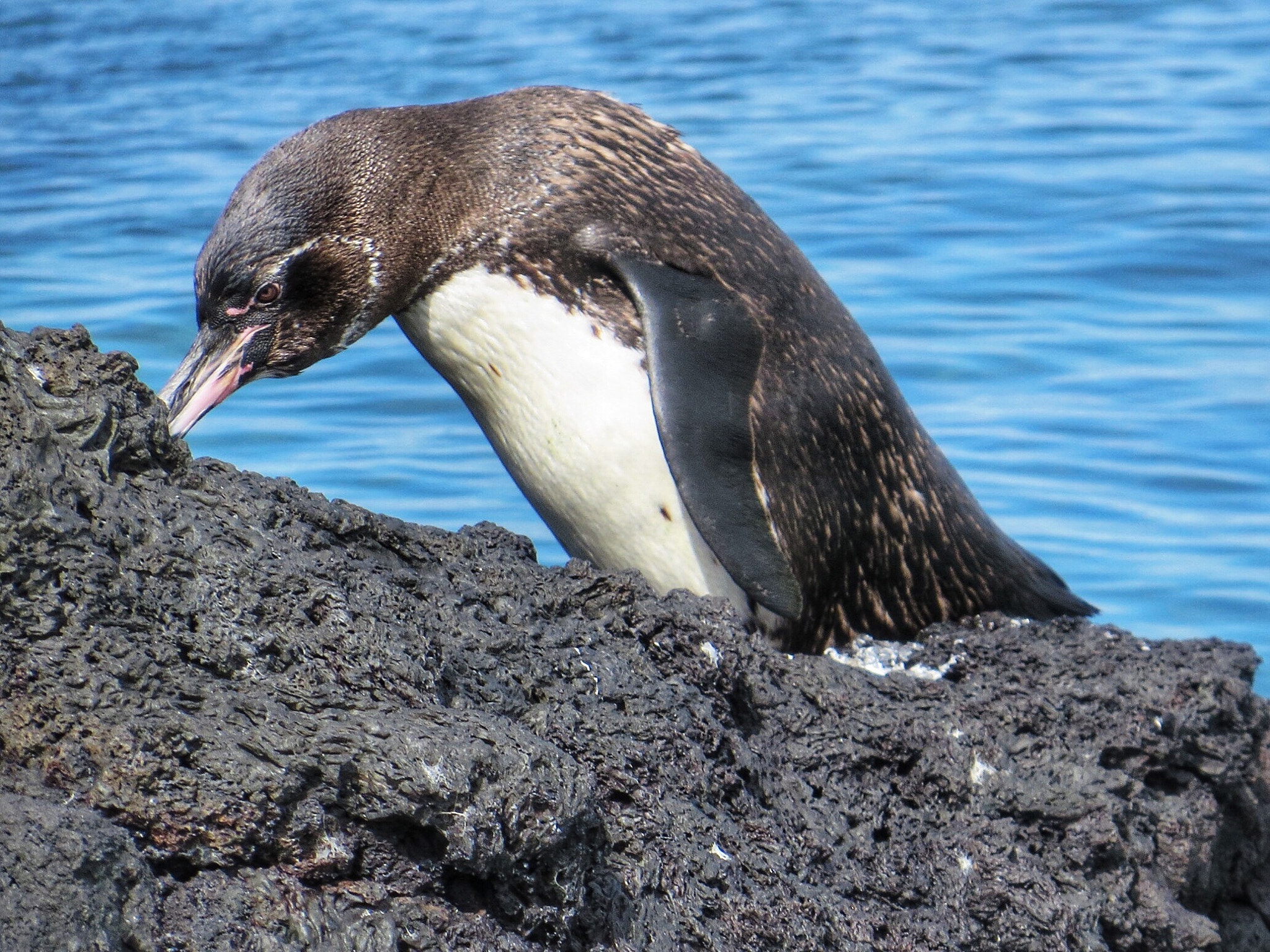 Canon PowerShot SX280 HS sample photo. Galapagos penguin  photography