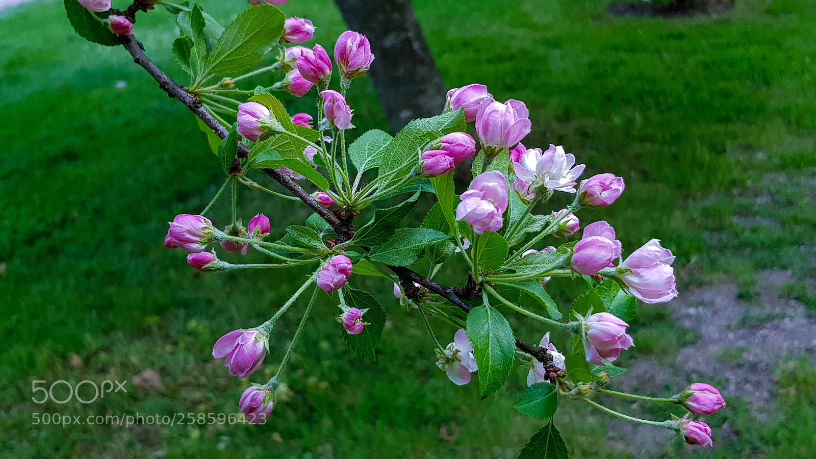Samsung Galaxy S8 sample photo. The flowers to a photography