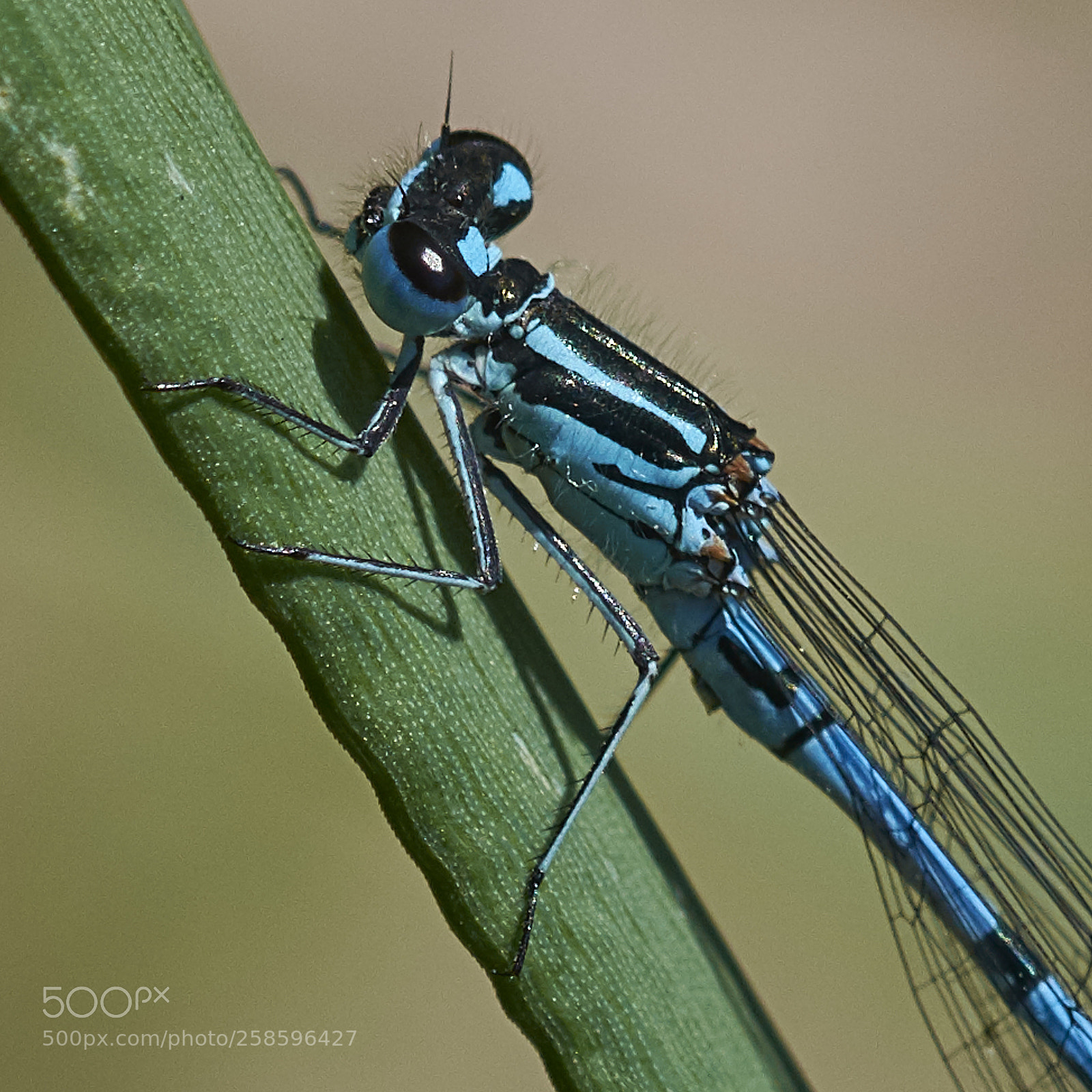 Nikon D7200 sample photo. Southern damselfly photography
