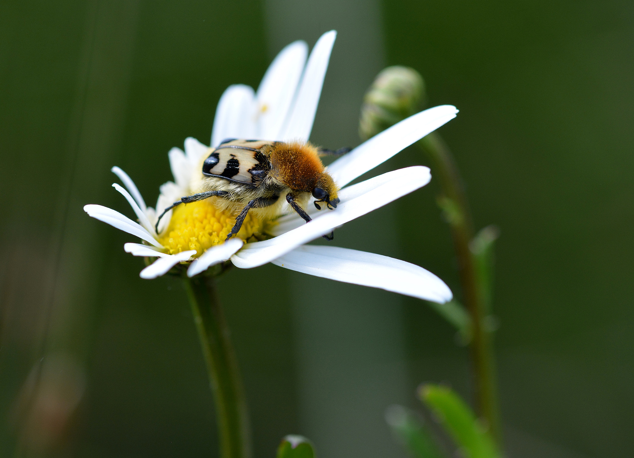 Sigma 105mm F2.8 EX DG OS HSM sample photo. Dsc photography