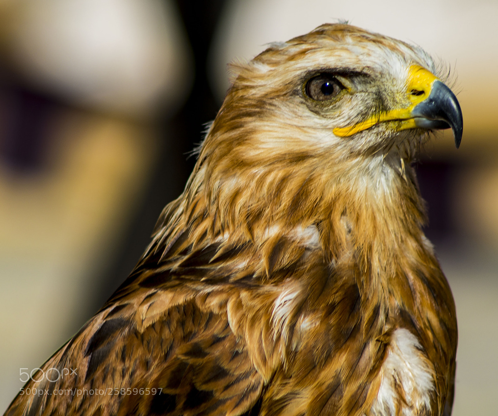 Canon EOS 7D Mark II sample photo. Untitled photography
