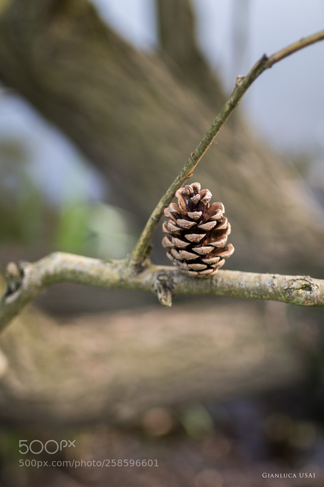 Canon EOS 80D sample photo. Pine photography