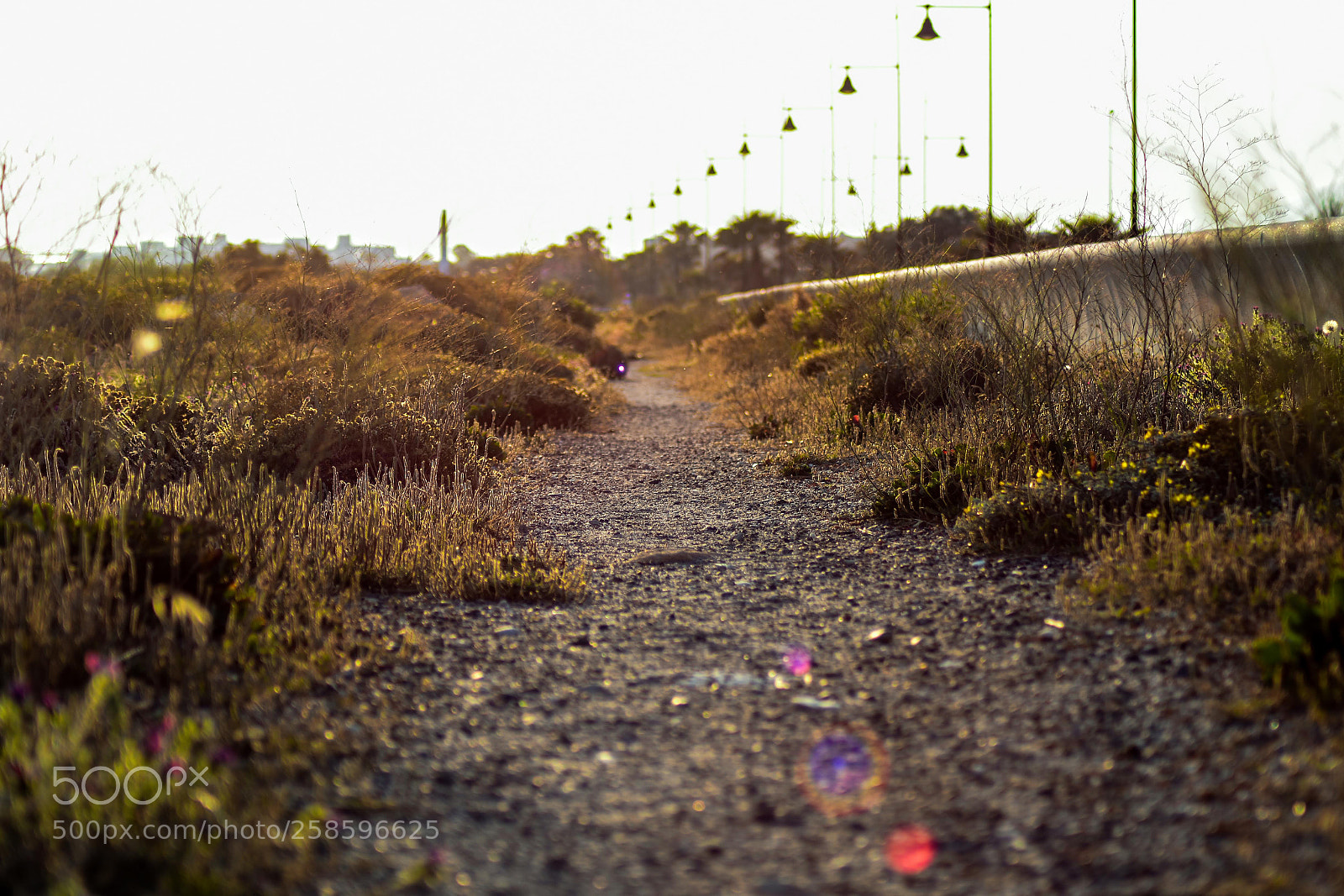 Nikon D3400 sample photo. Path on the beach photography