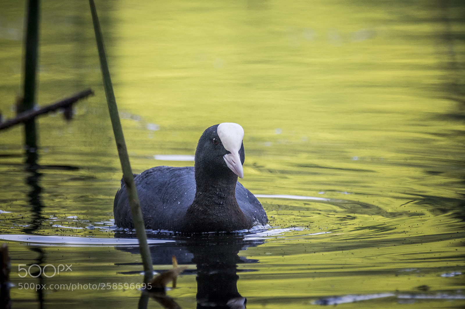 Nikon D7200 sample photo. Coot - szárcsa photography