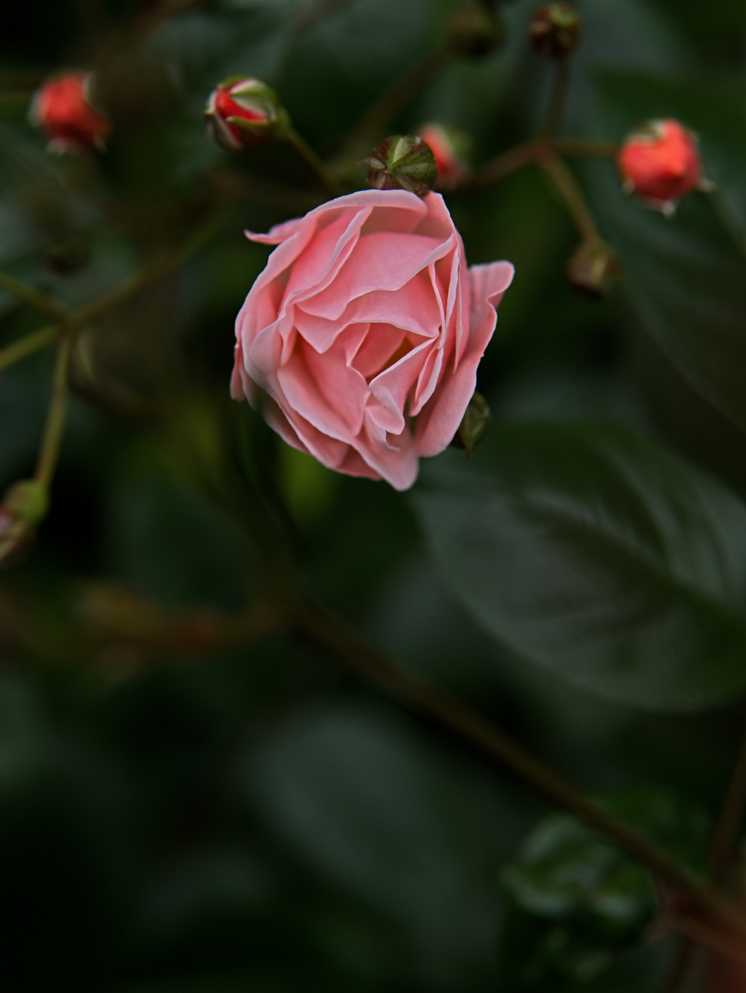 Panasonic Lumix DC-GX9 sample photo. Le printemps dans la ville photography