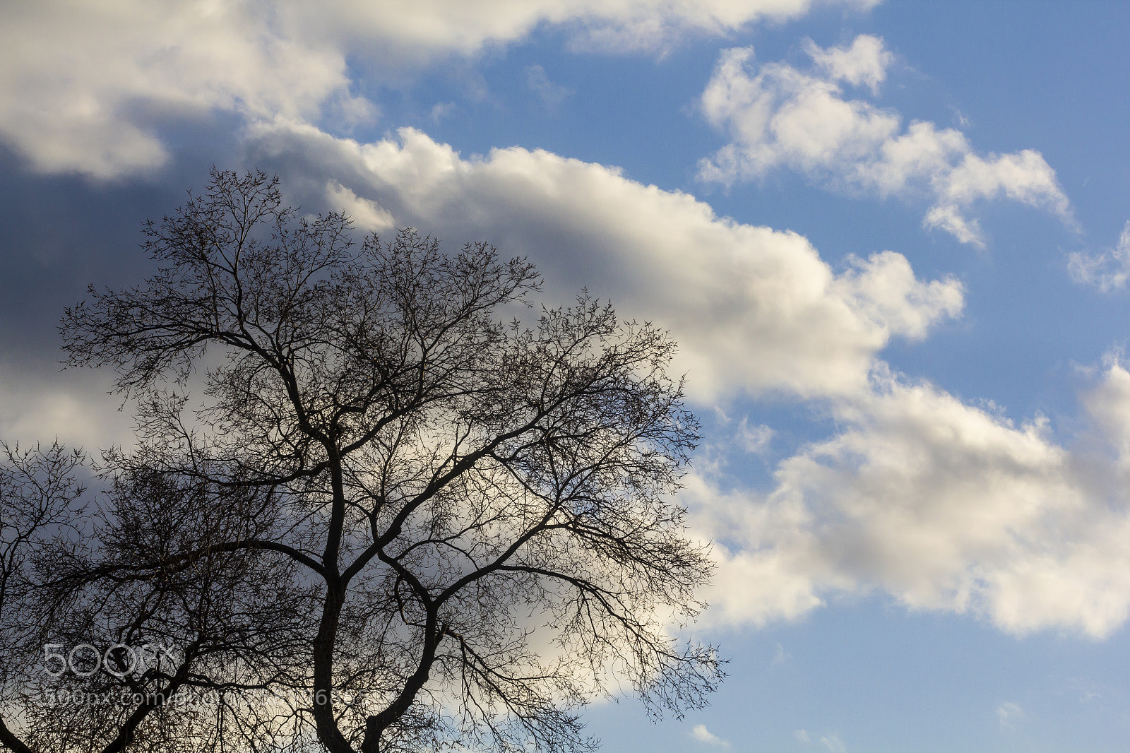 Canon EOS 60D sample photo. Spring trees clouds and photography