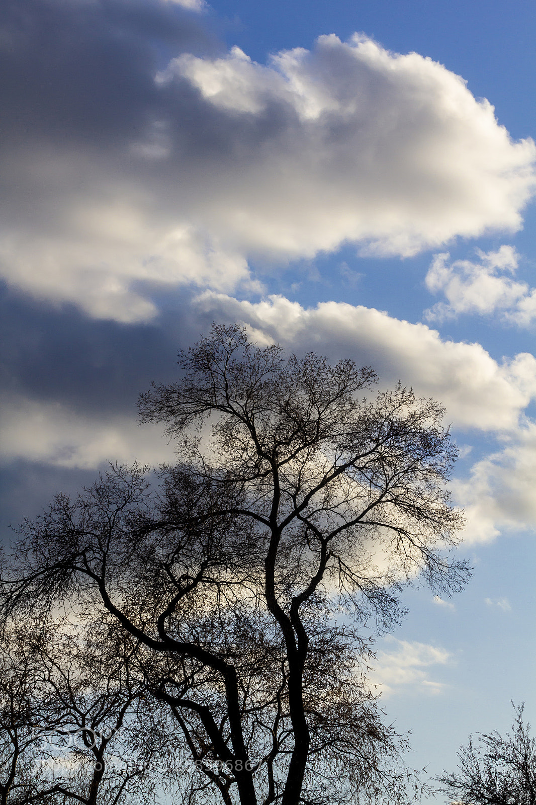 Canon EOS 60D sample photo. Trees and clouds in photography