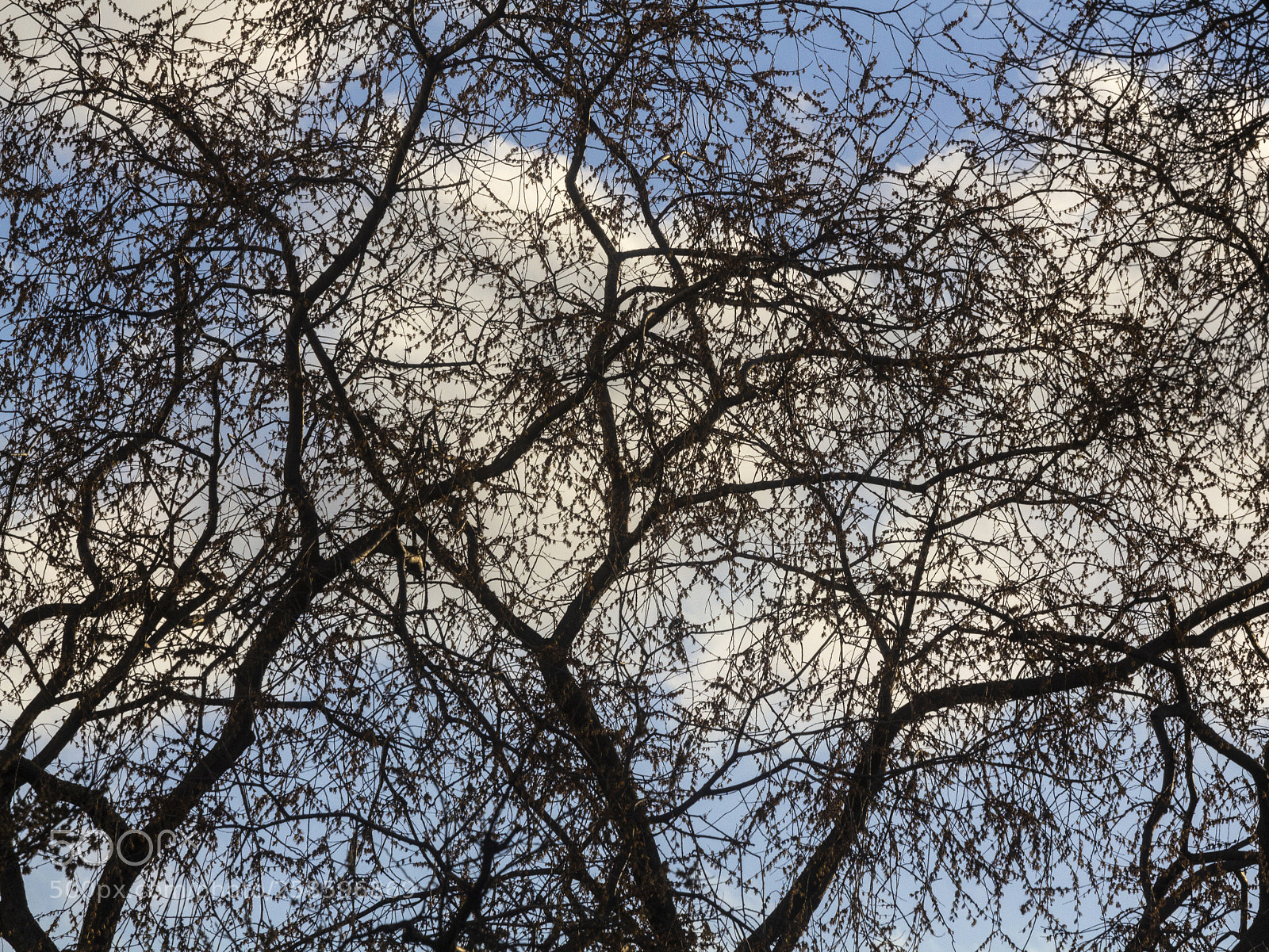 Canon EOS 60D sample photo. Spring foliage and clouds photography