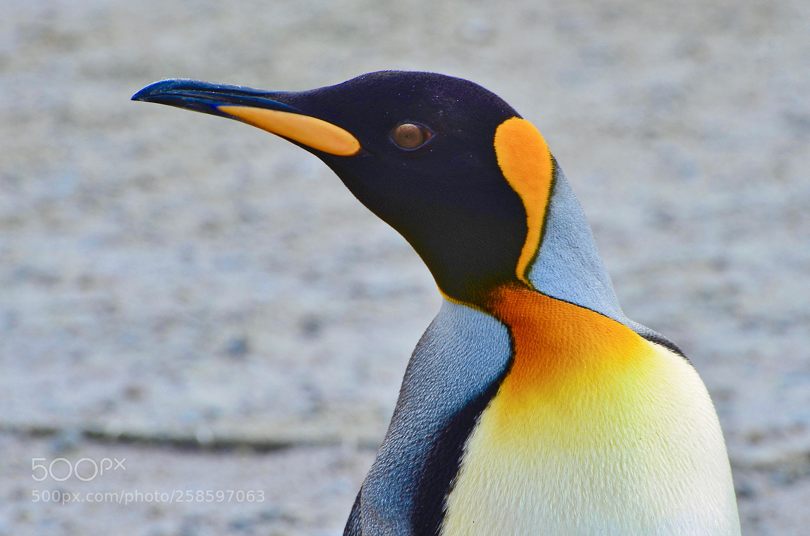 Nikon D7000 sample photo. King penguin photography