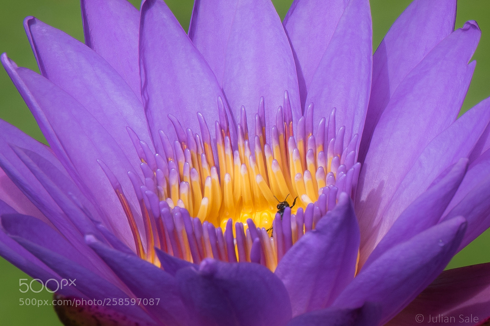 Pentax K-3 II sample photo. Water lilly, sri lanka photography