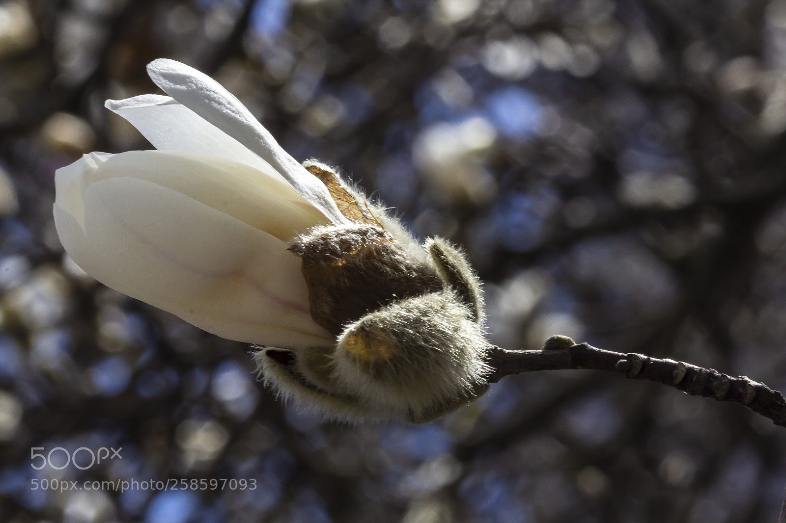 Canon EOS 60D sample photo. Magnolia blossom photography