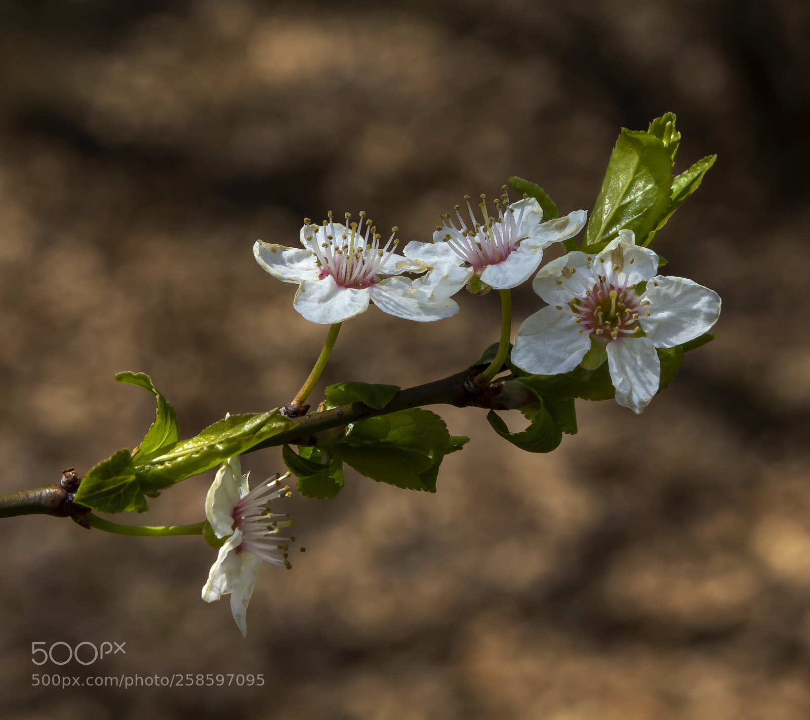 Canon EOS 60D sample photo. Spring flowers photography
