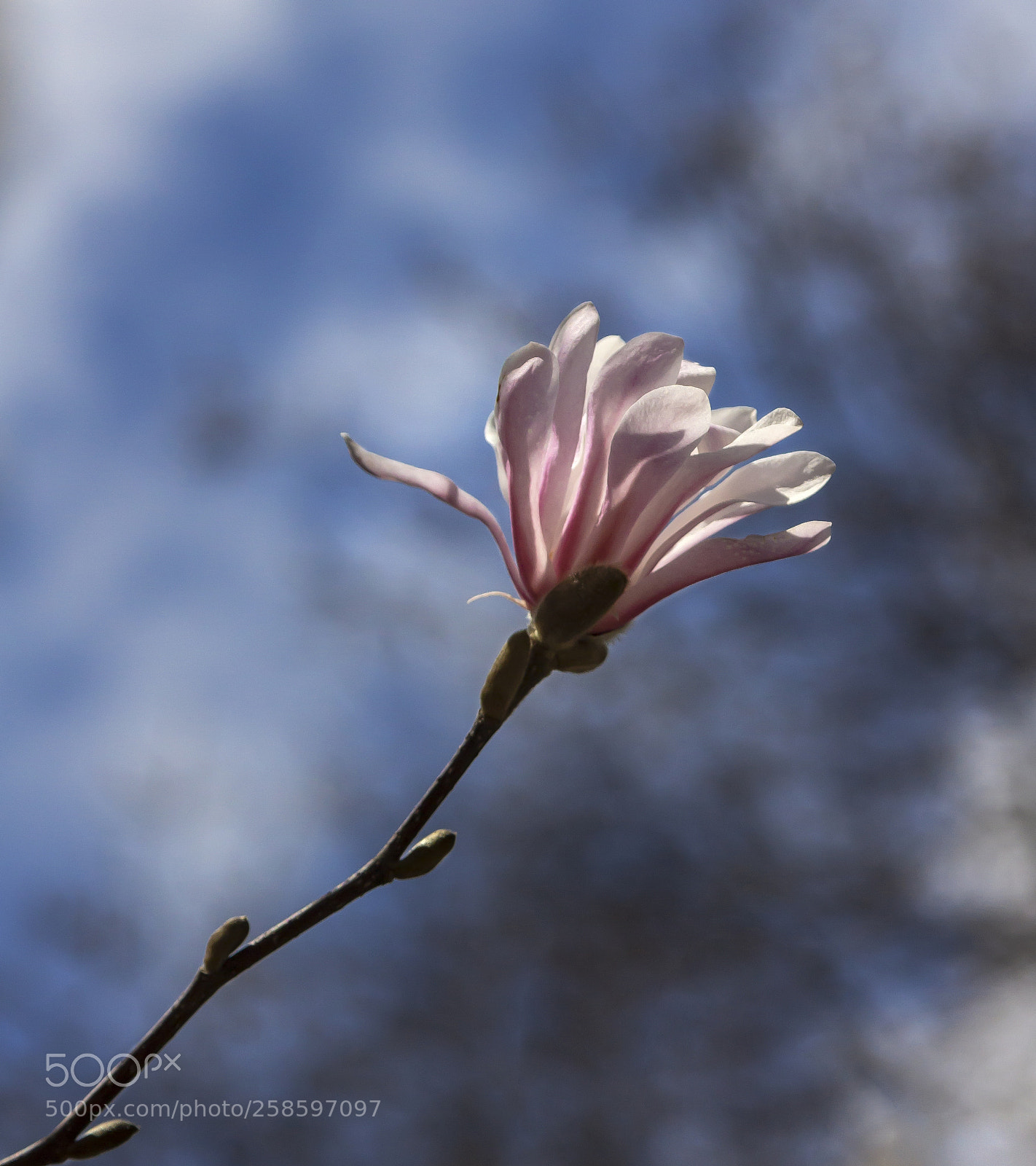 Canon EOS 60D sample photo. Magnolia blossoms photography