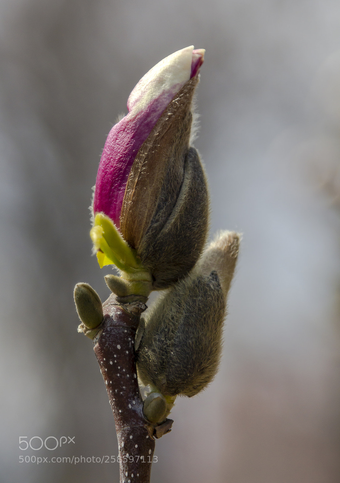 Canon EOS 60D sample photo. Magnolia blossom photography
