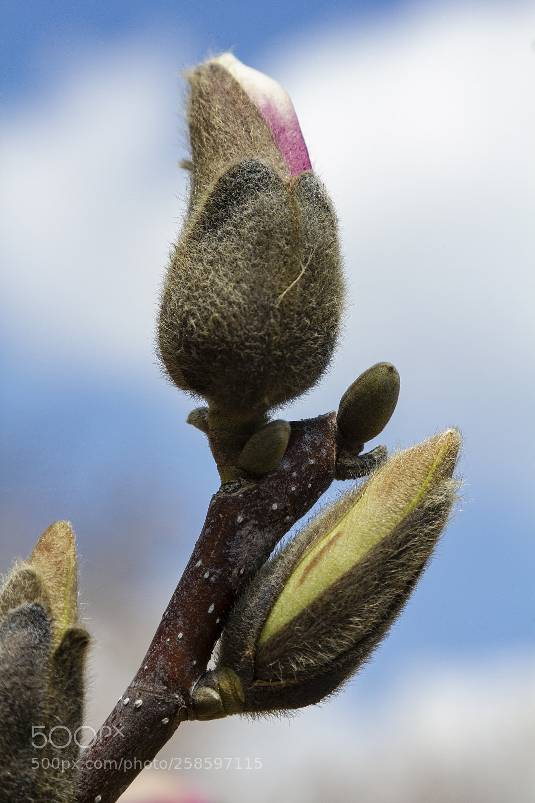 Canon EOS 60D sample photo. Magnolia bud photography