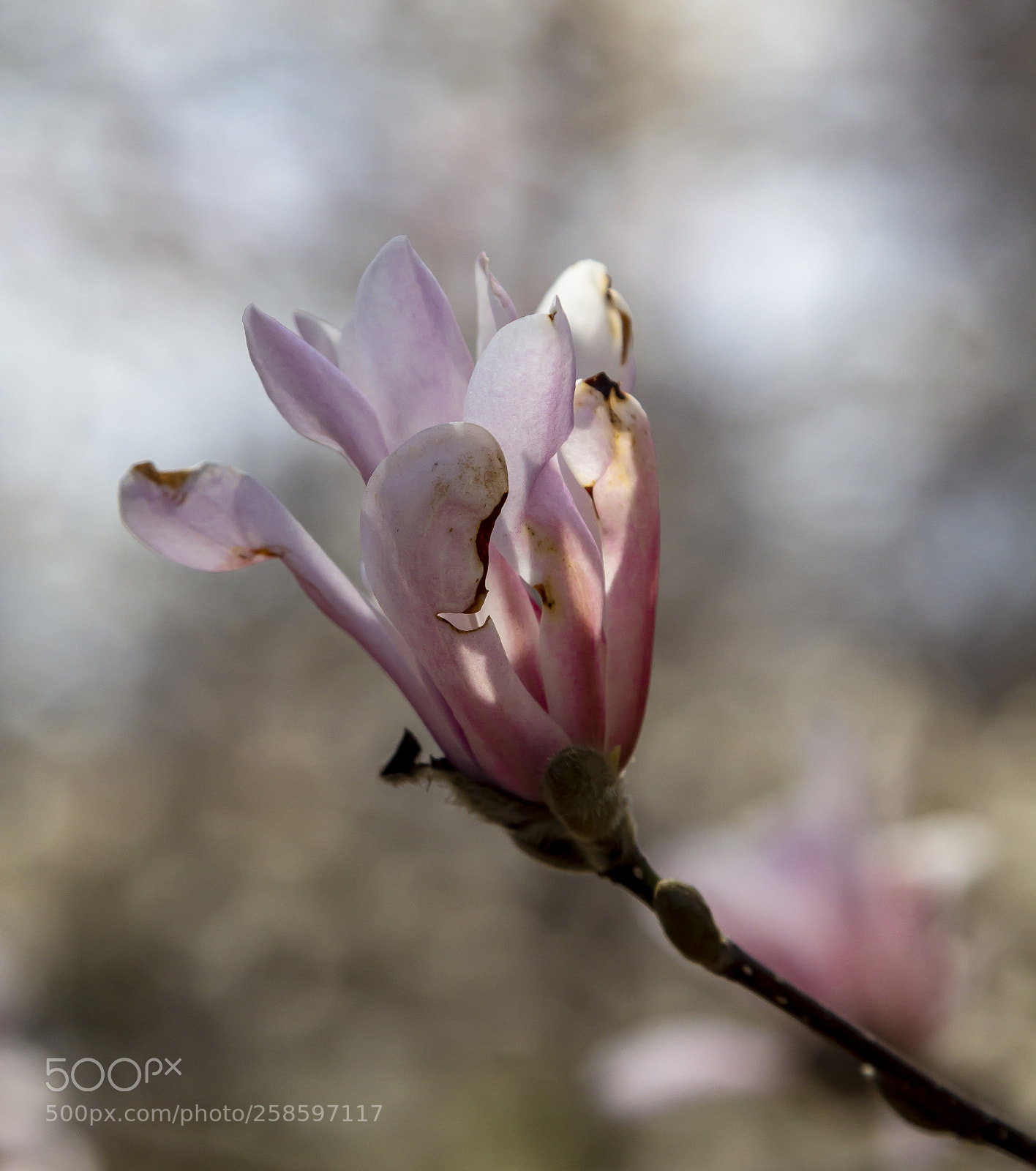 Canon EOS 60D sample photo. Magnolia blossom photography