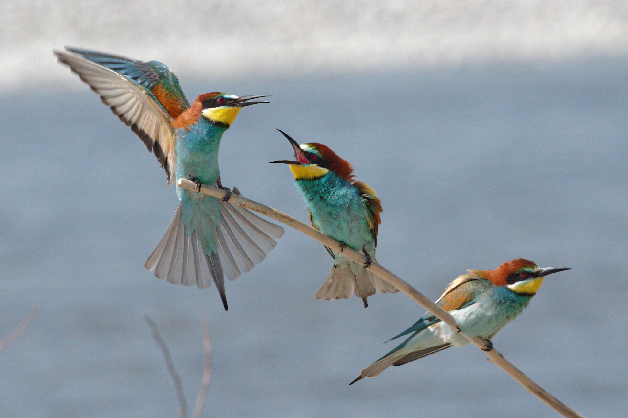 Pentax K-3 II sample photo. Fight for love- bee-eaters - gruccioni photography