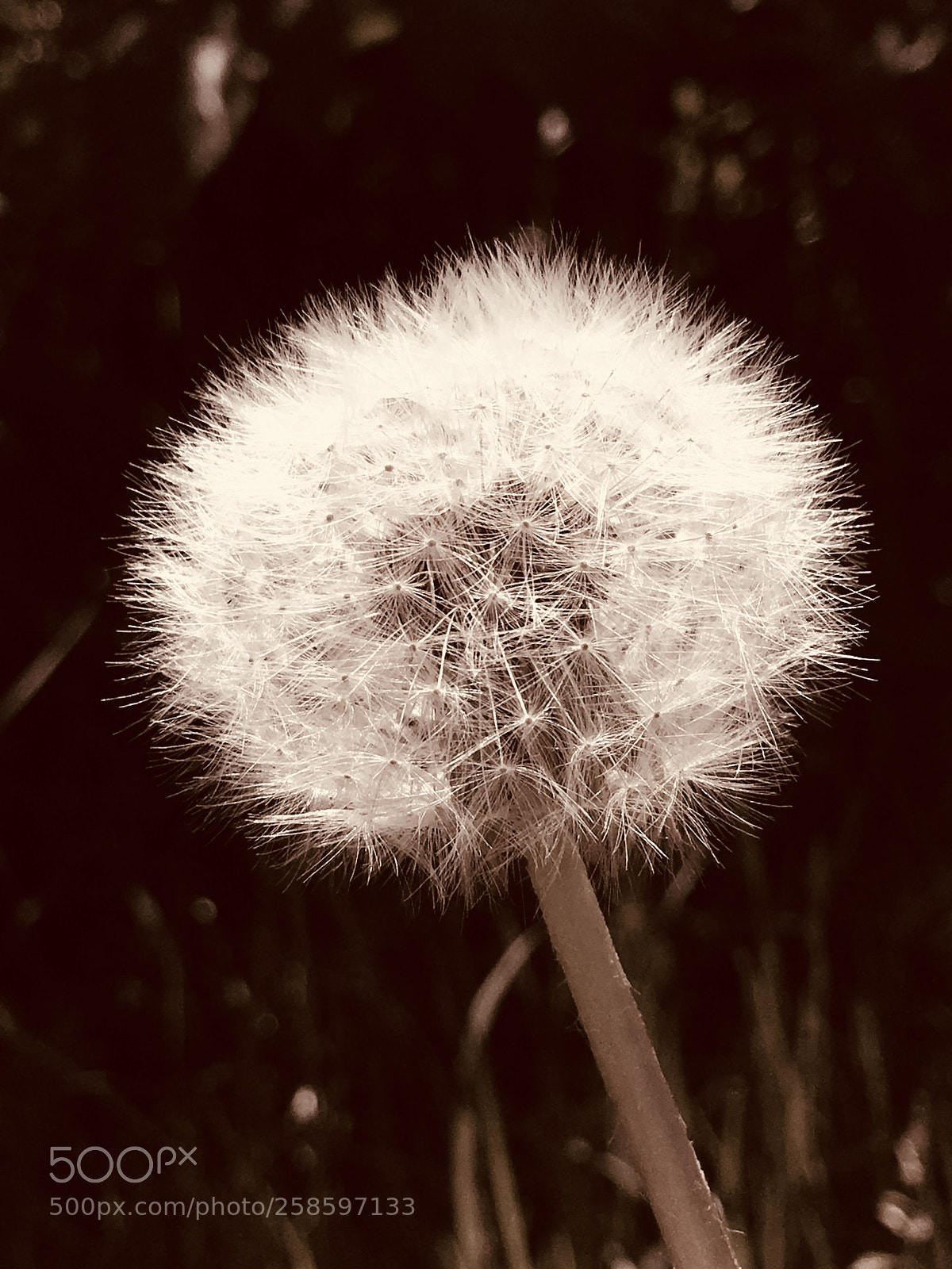 Apple iPhone 6s Plus sample photo. Untitled photography
