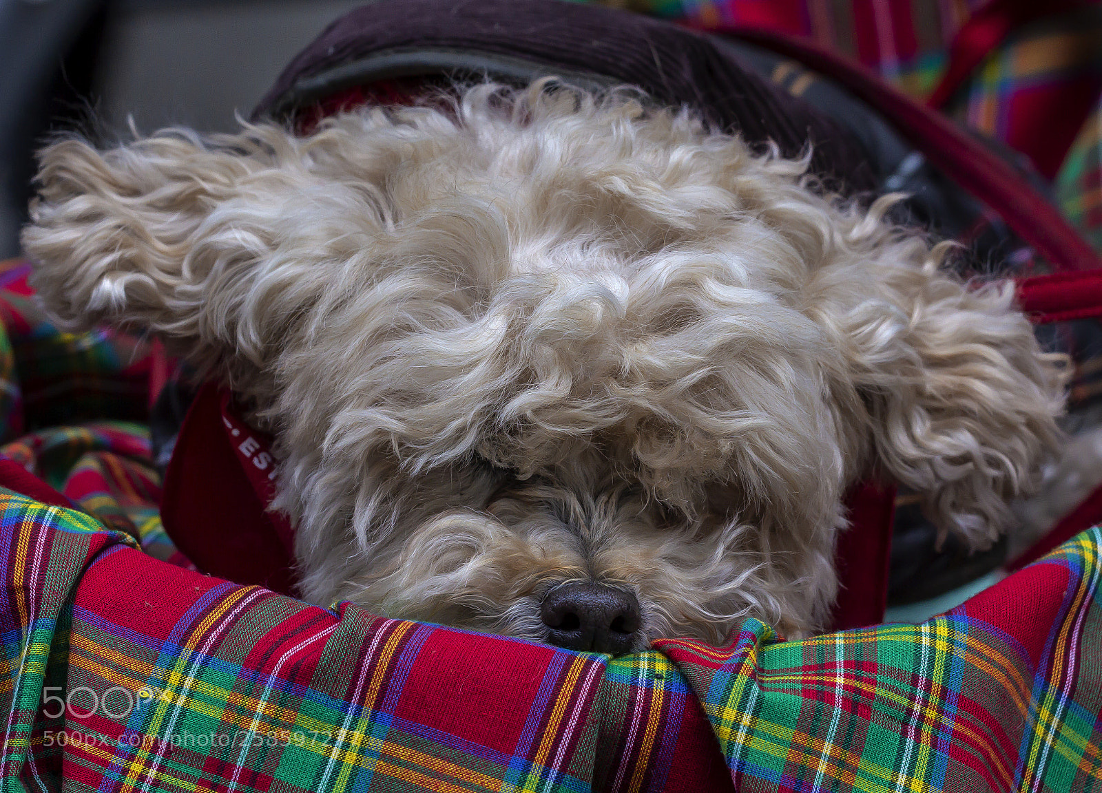 Canon EOS 60D sample photo. Tartan day parade nyc photography