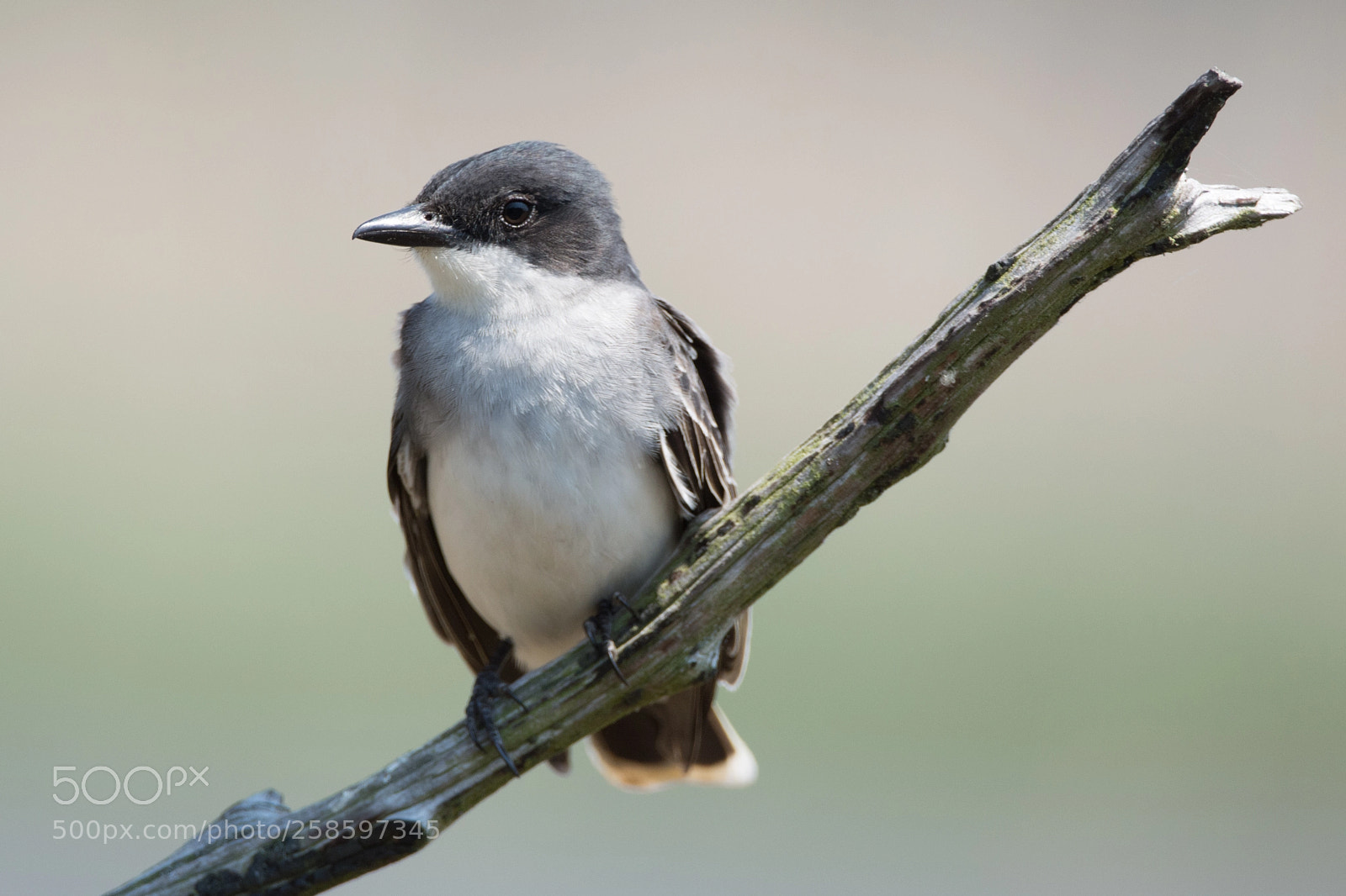Nikon D5200 sample photo. Eastern kingbird perched on photography
