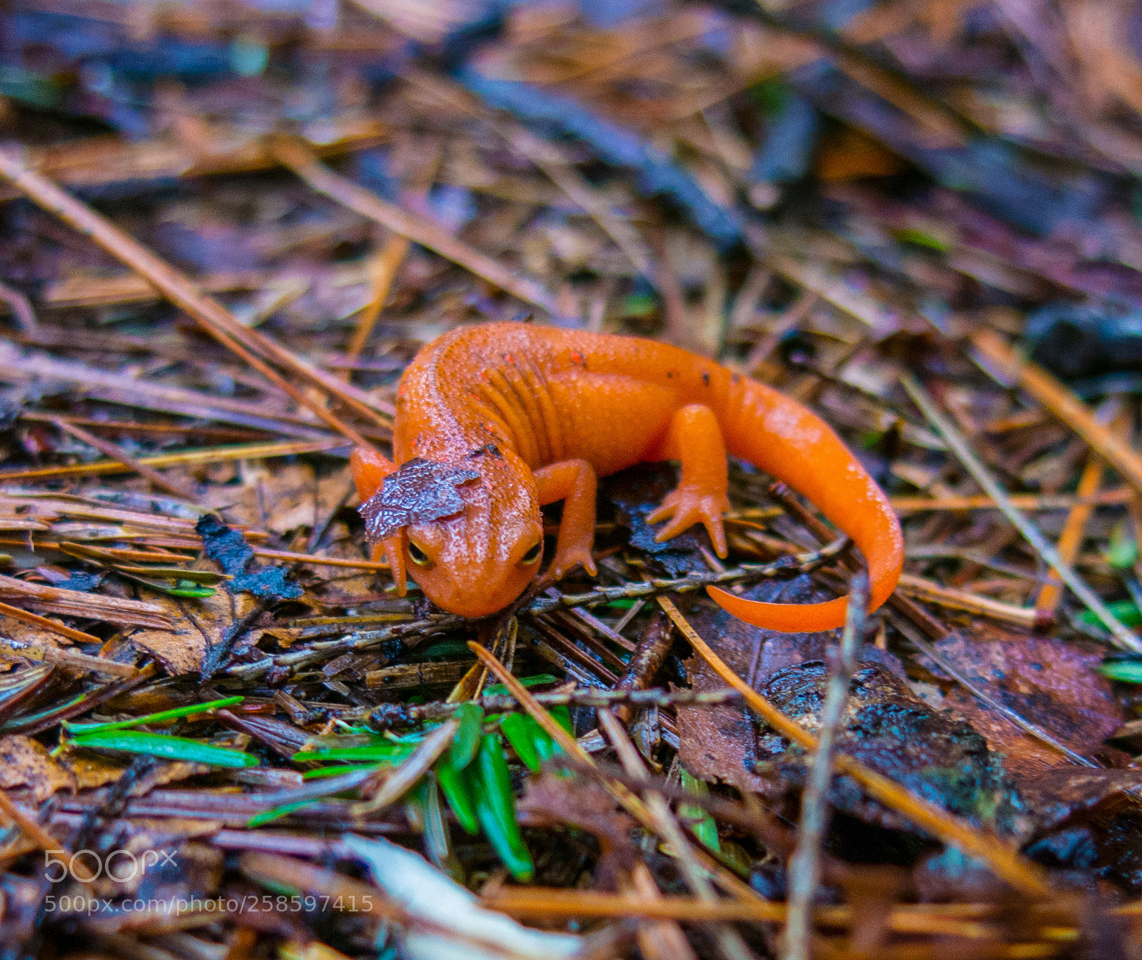Canon PowerShot G15 sample photo. Red eft uncovered photography