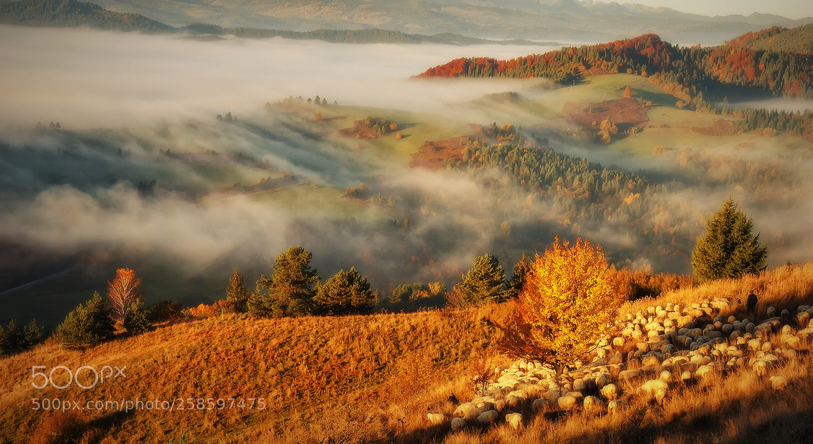 Nikon D5000 sample photo. Pieniny photography