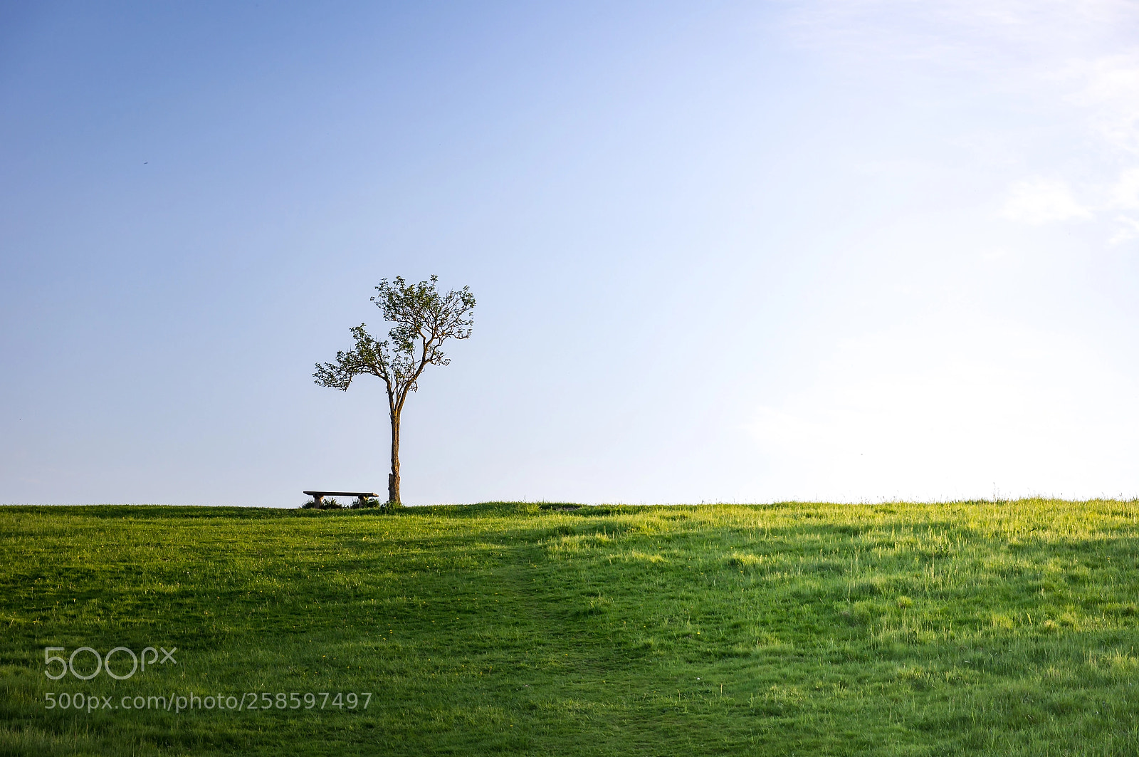 Sony SLT-A55 (SLT-A55V) sample photo. Bench and tree photography