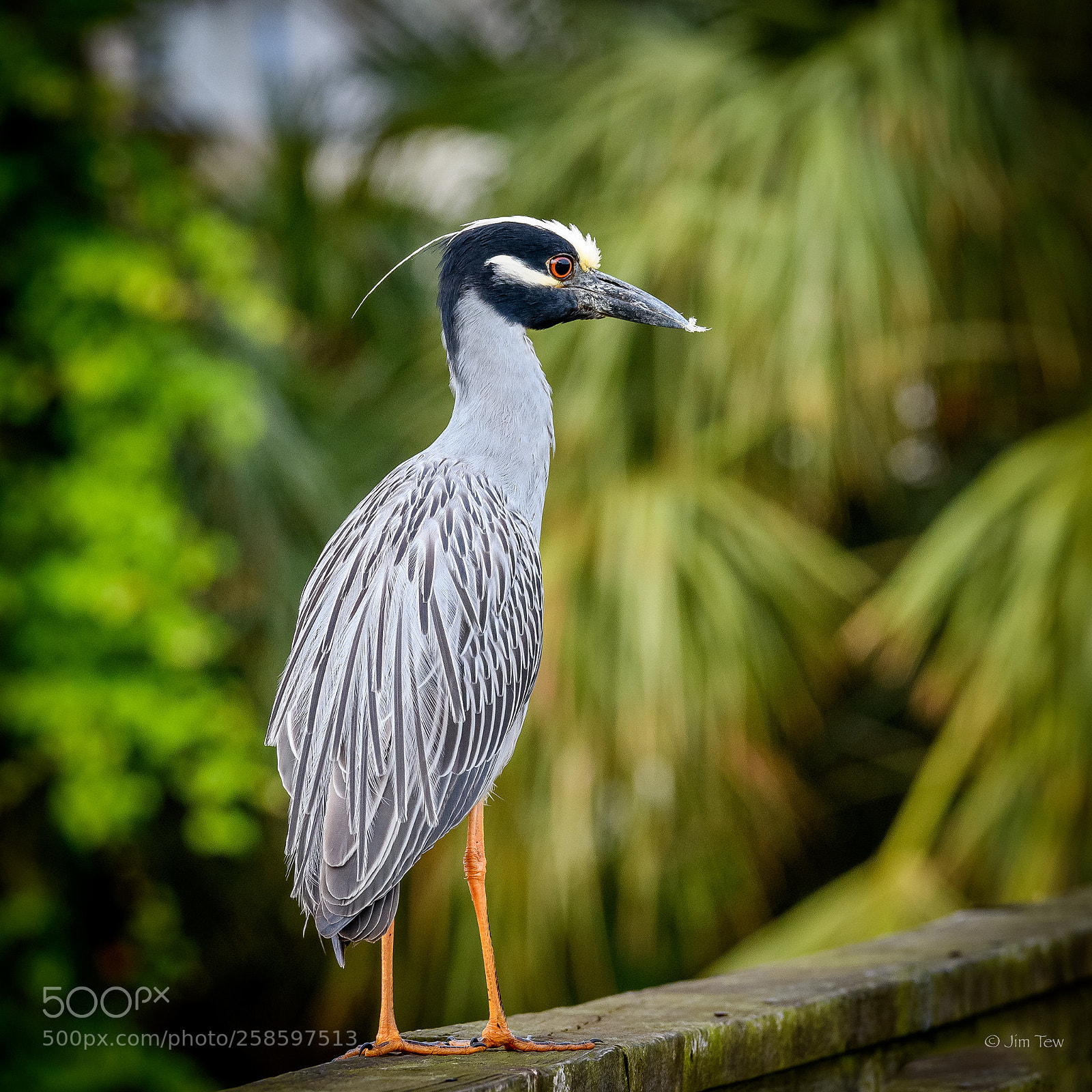 Nikon D7500 sample photo. Yellow crowned night heron photography