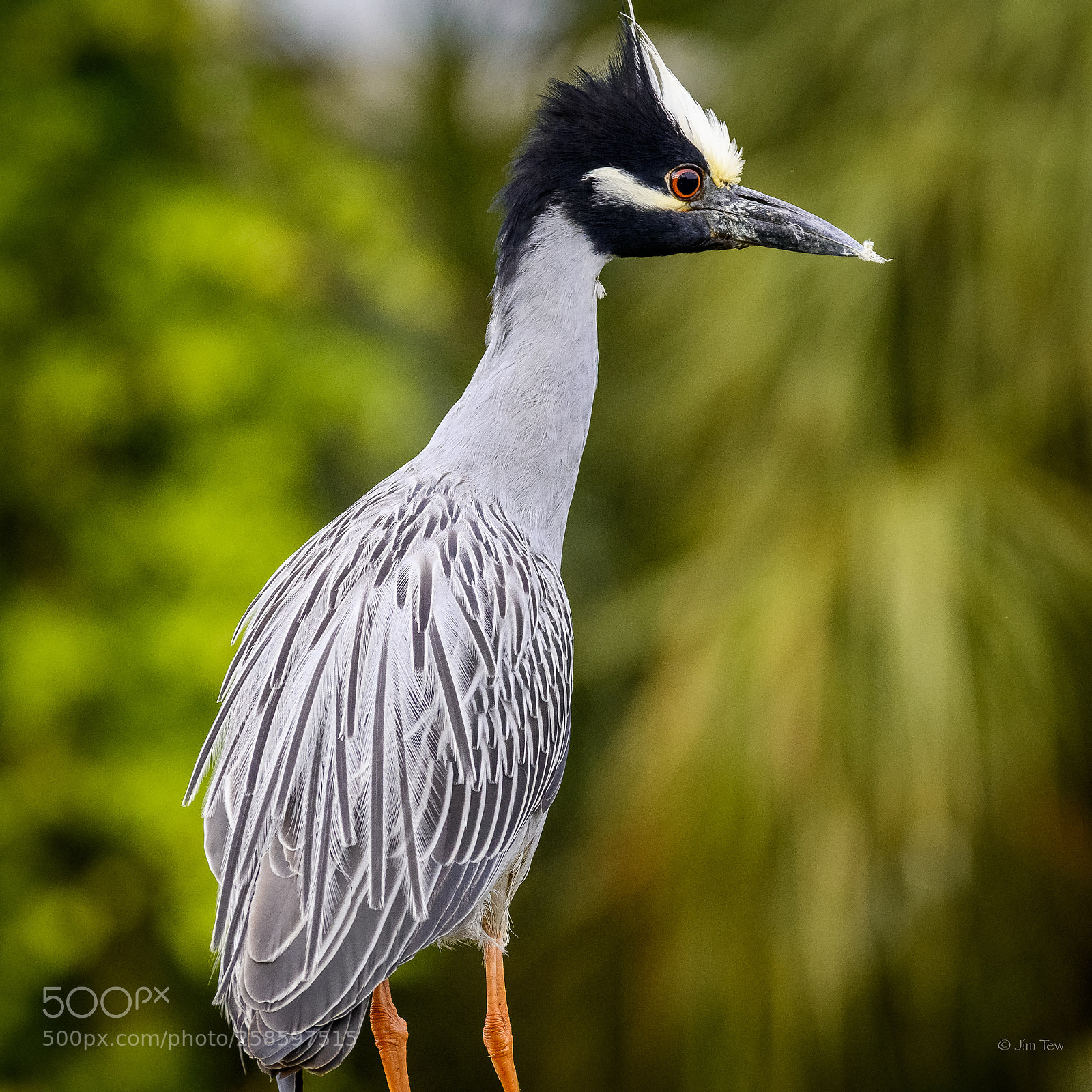 Nikon D7500 sample photo. Yellow crowned night heron photography