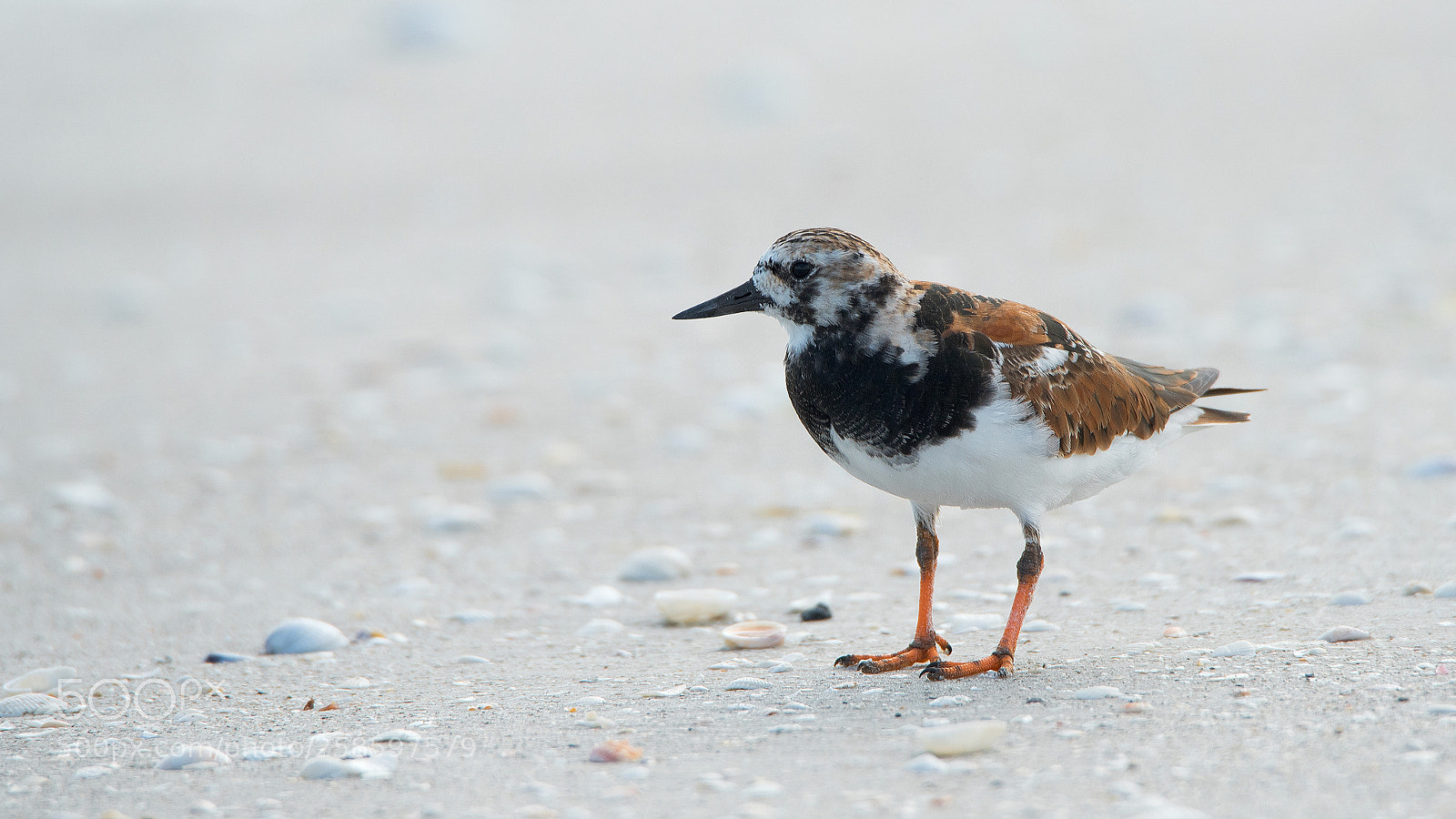 Nikon D750 sample photo. Ruddy turnstone photography