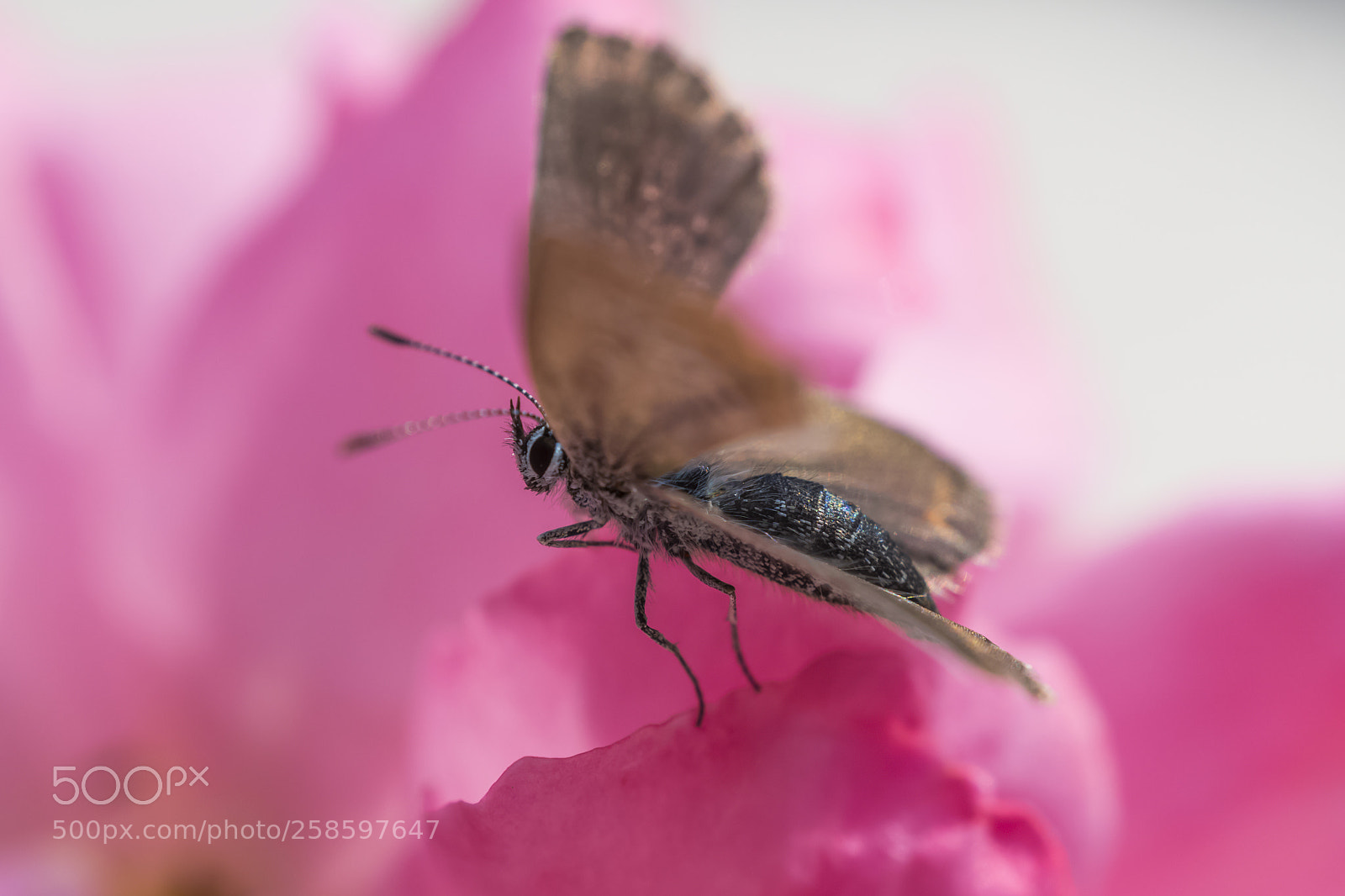 Sony Alpha a5000 (ILCE 5000) sample photo. Fly photography