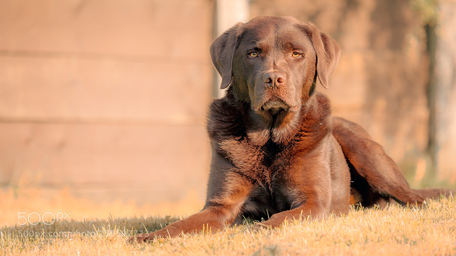 Olympus OM-D E-M1 Mark II sample photo. Dog photography