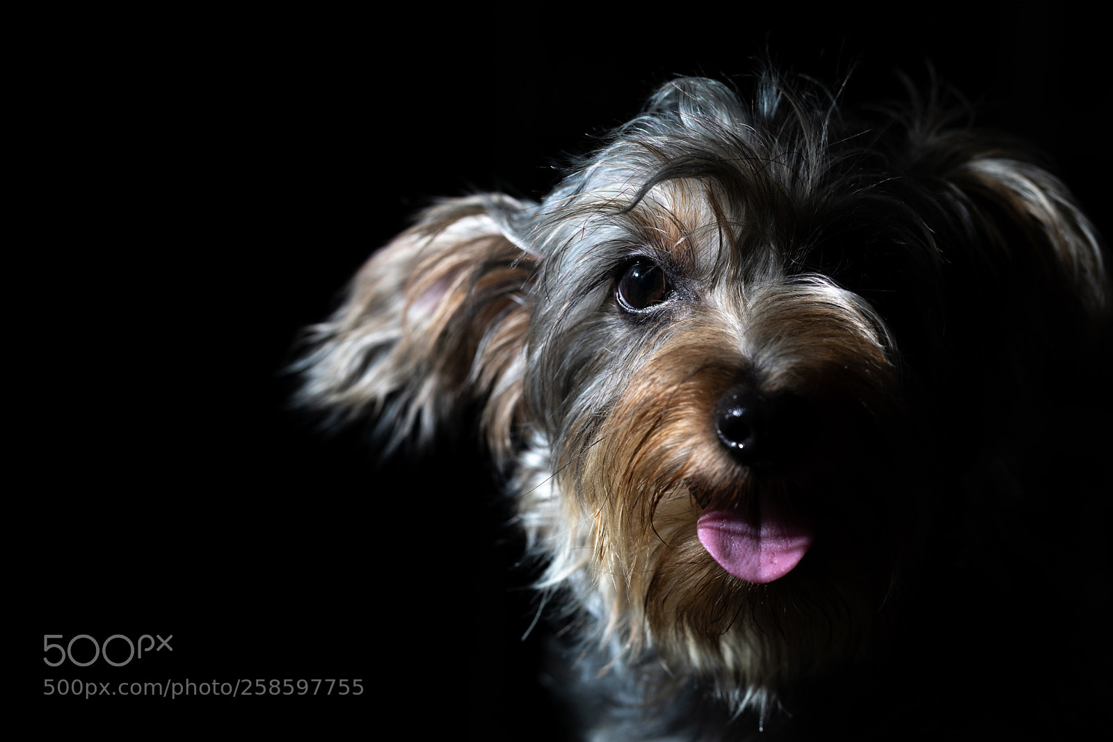 Sony a7R III sample photo. Portrait of my scruffy photography