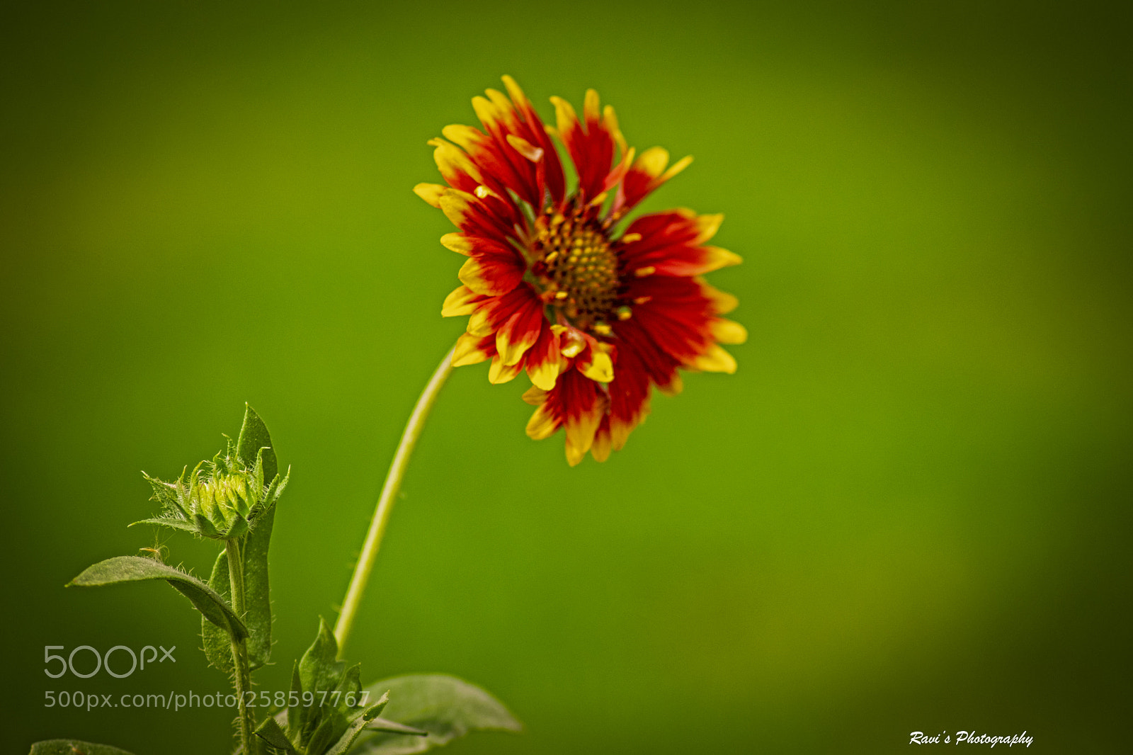 Nikon D5300 sample photo. Flower photography