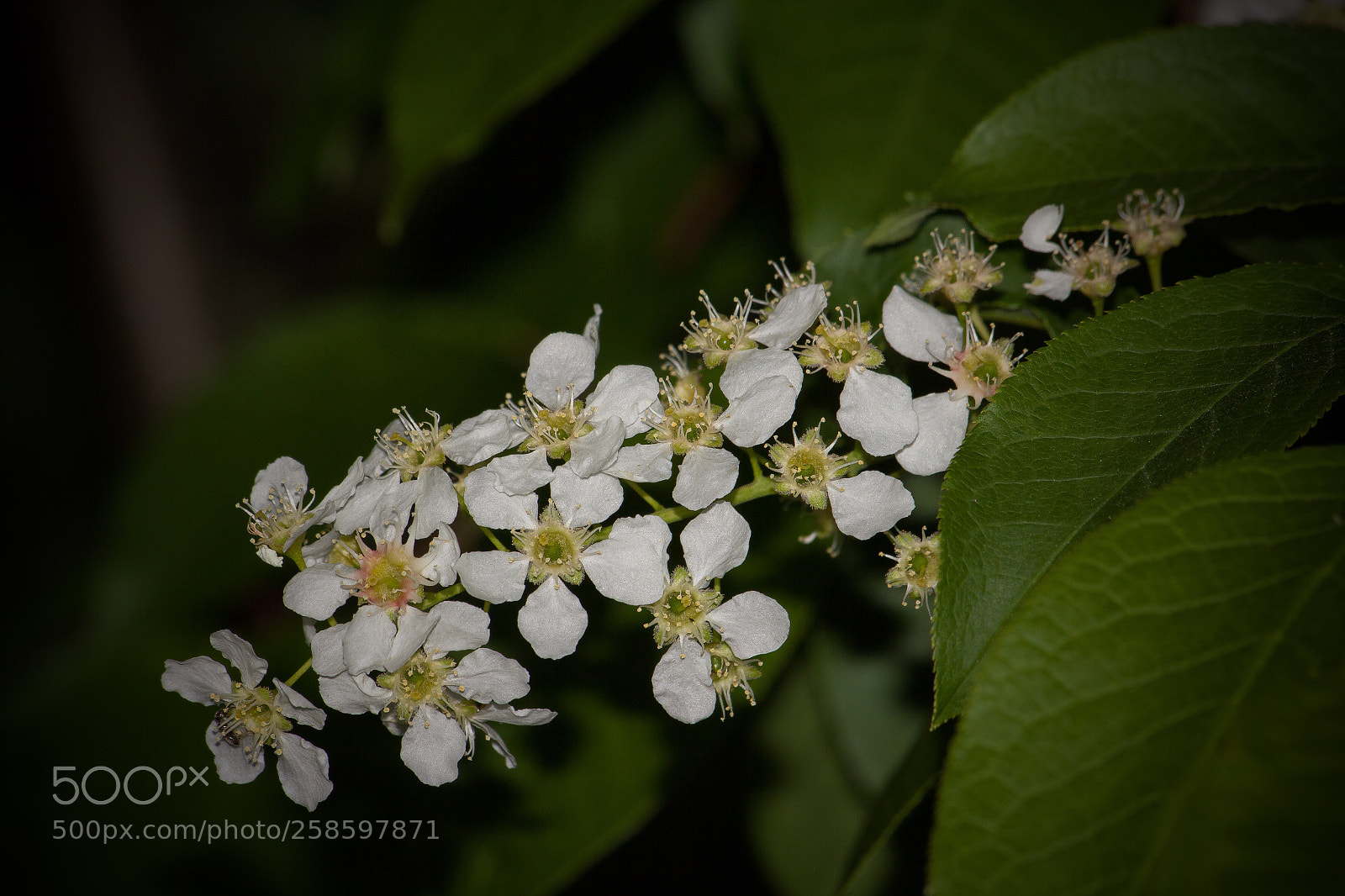 Canon EOS 60D sample photo. Those details  photography
