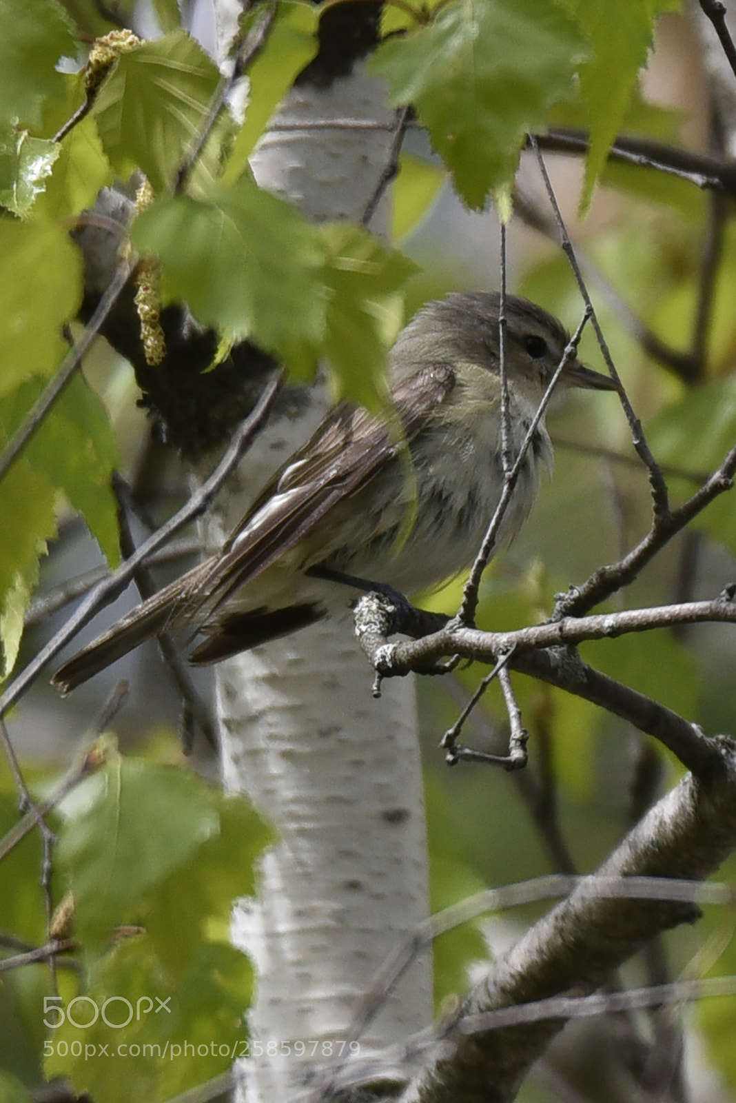 Nikon D750 sample photo. Moucherolle tchébec photography