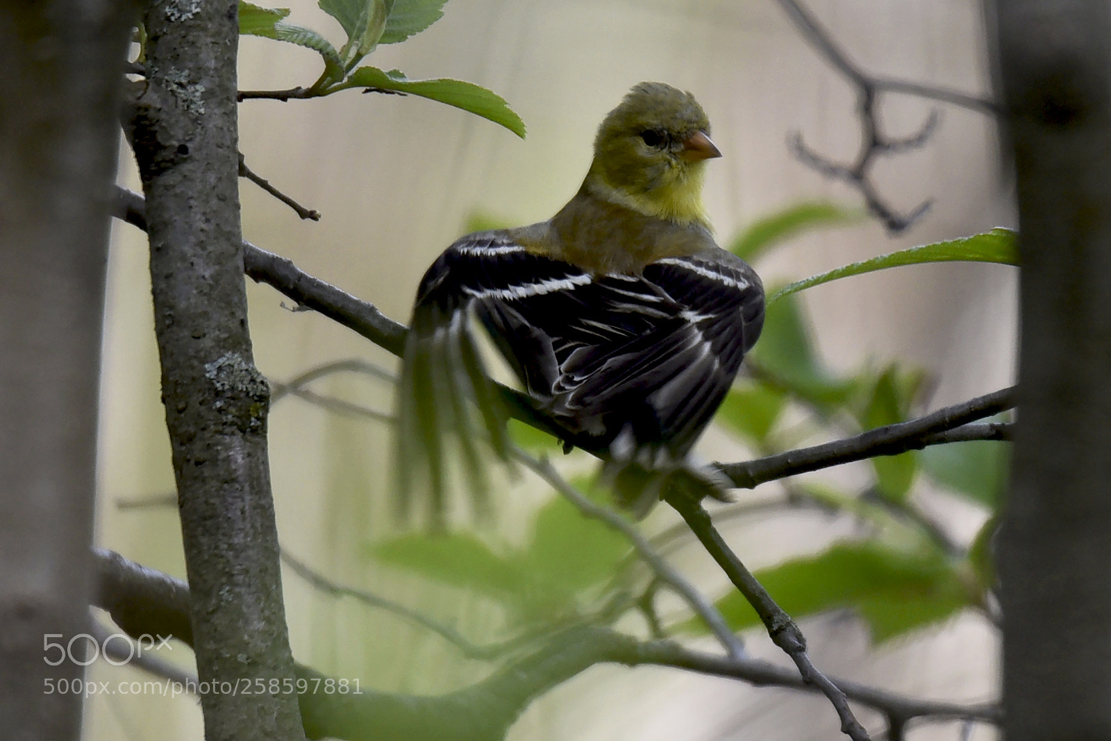 Nikon D750 sample photo. Chardonneret jaune photography