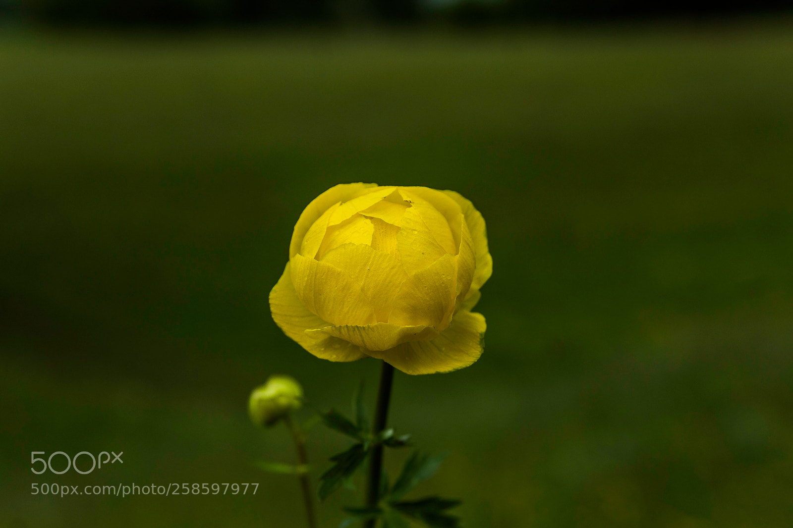 Canon EOS 1200D (EOS Rebel T5 / EOS Kiss X70 / EOS Hi) sample photo. Trollius europaeus photography